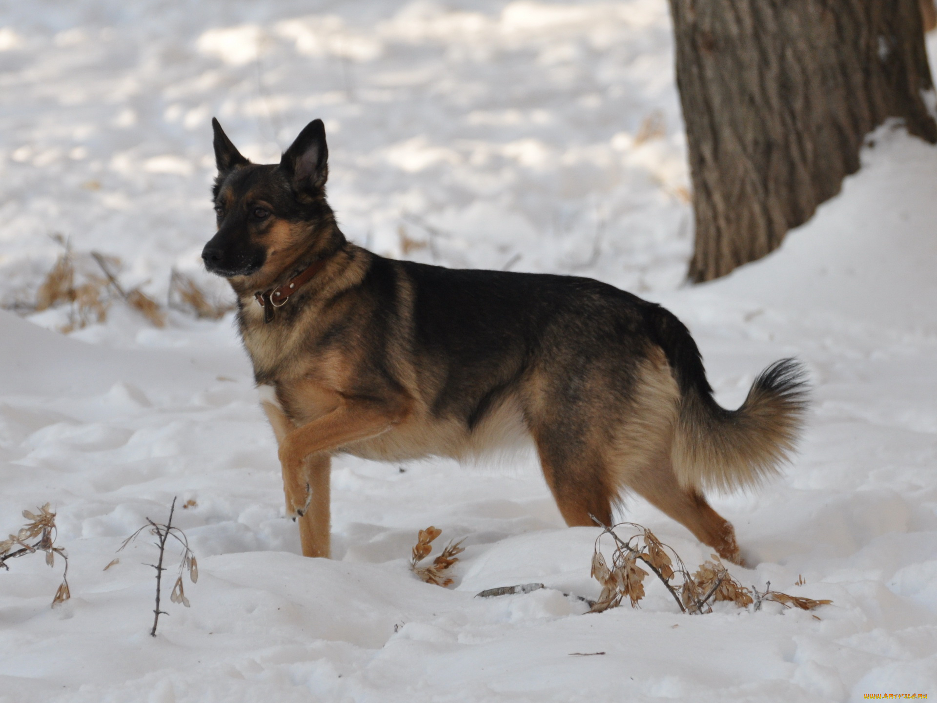 животные, собаки