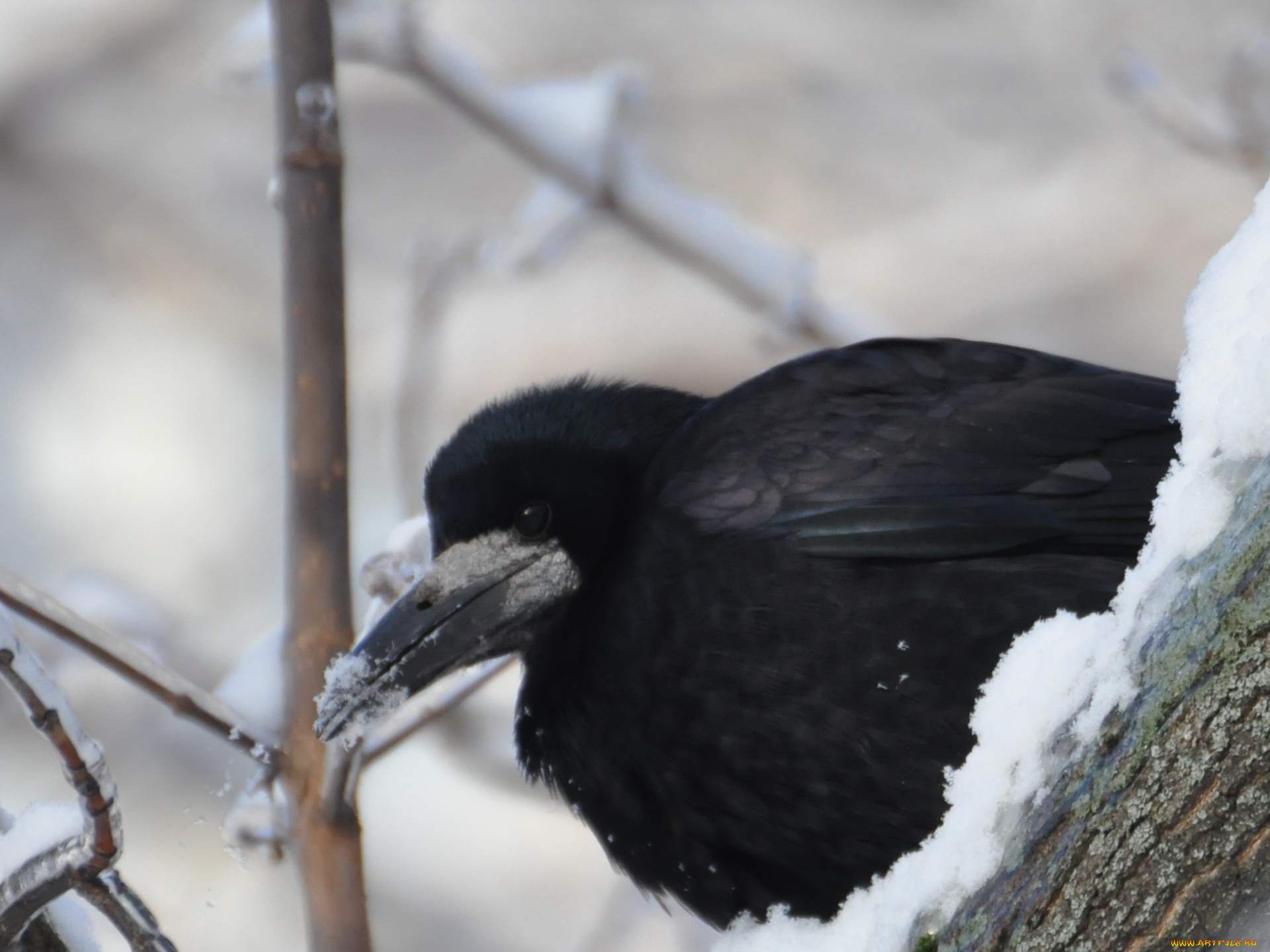 животные, вороны, грачи, галки