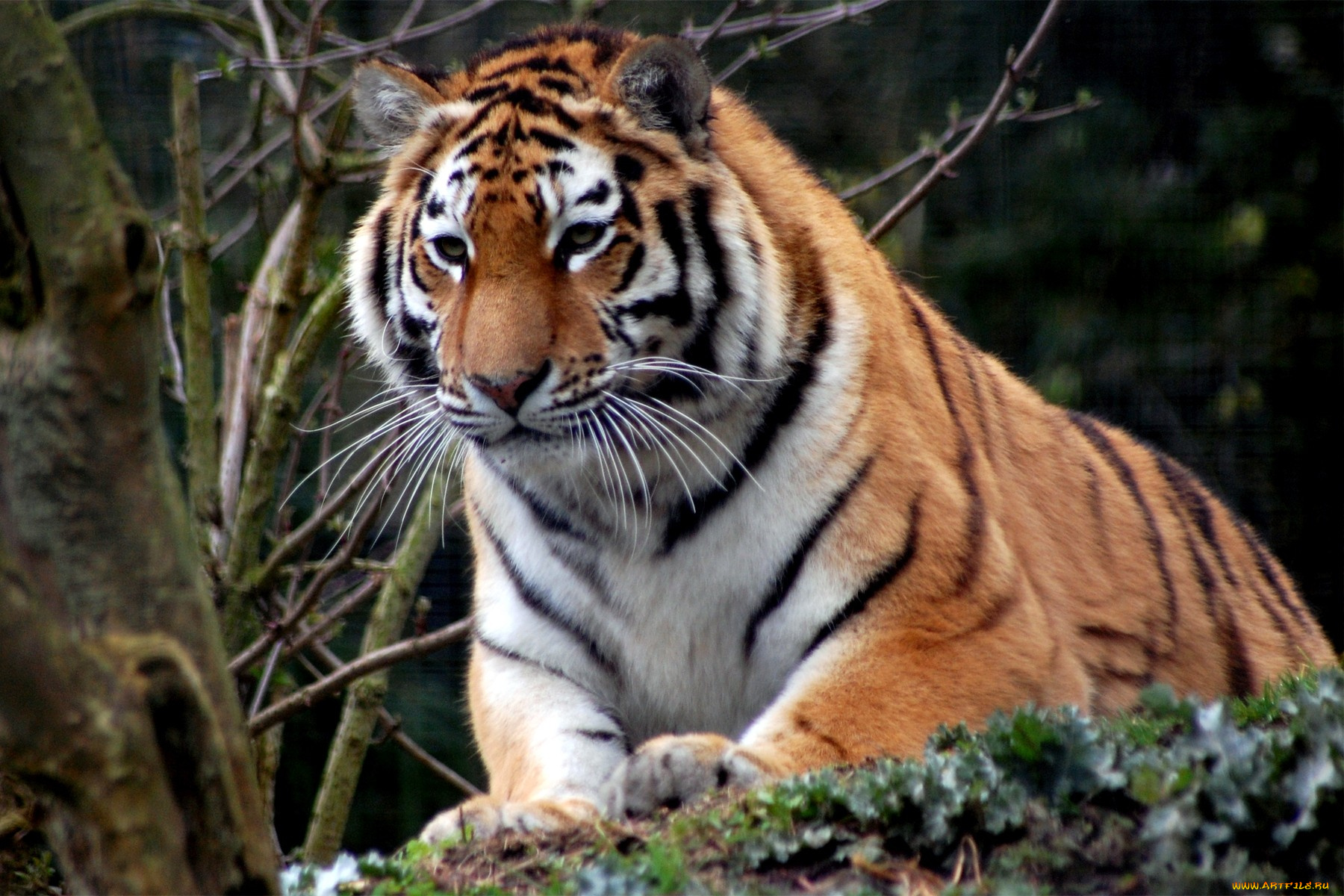 животные, тигры, полосатый, хищник