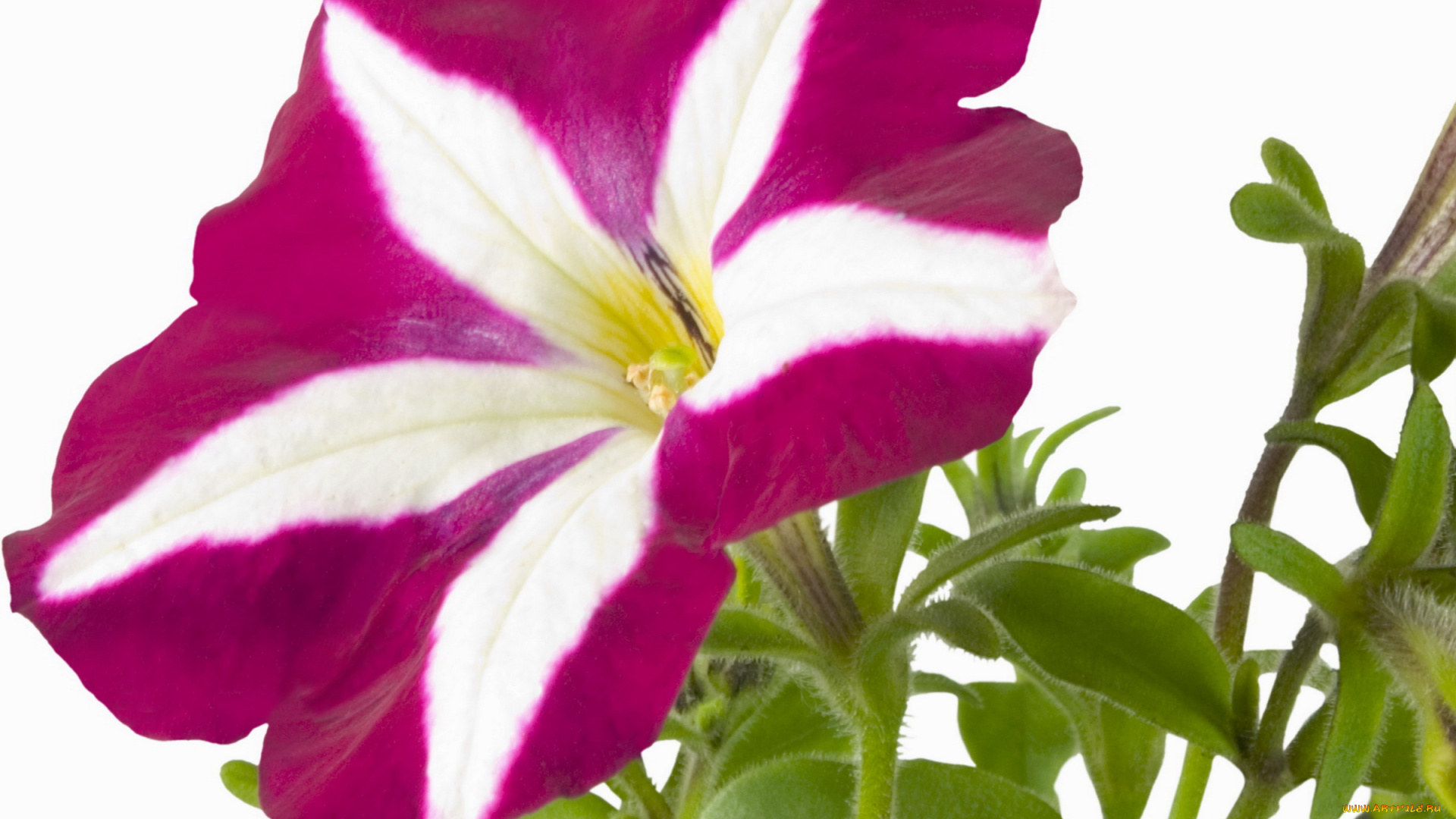 цветы, петунии, калибрахоа, бело-розовый