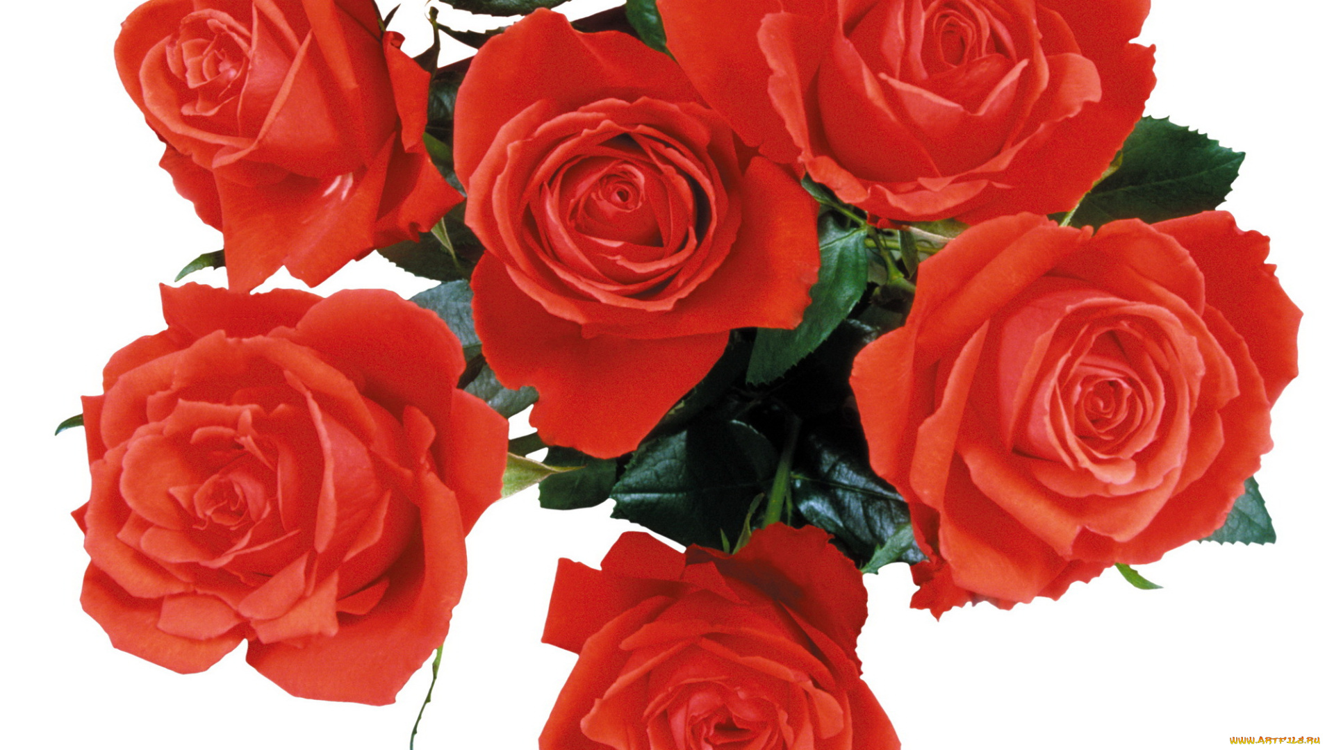 цветы, розы, алый