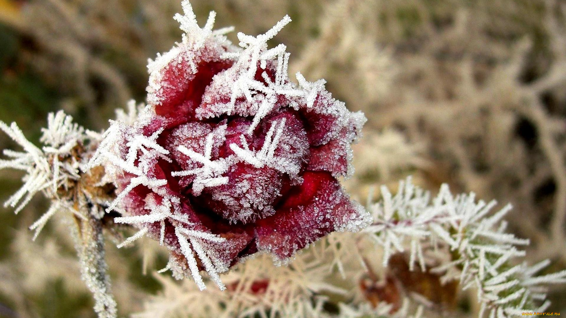 цветы, розы, роза, иней