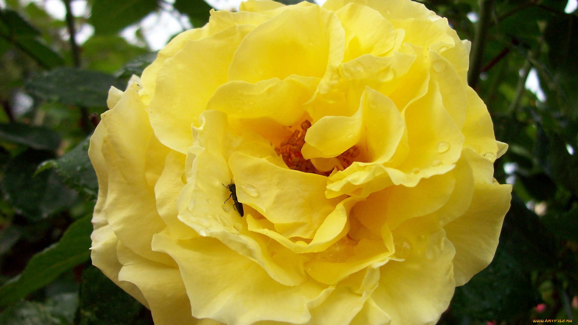 цветы, розы, желтый, жучок, капли