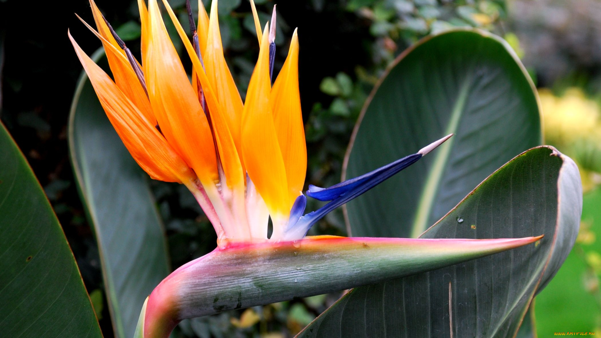 цветы, стрелиция, райская, птица, экзотика