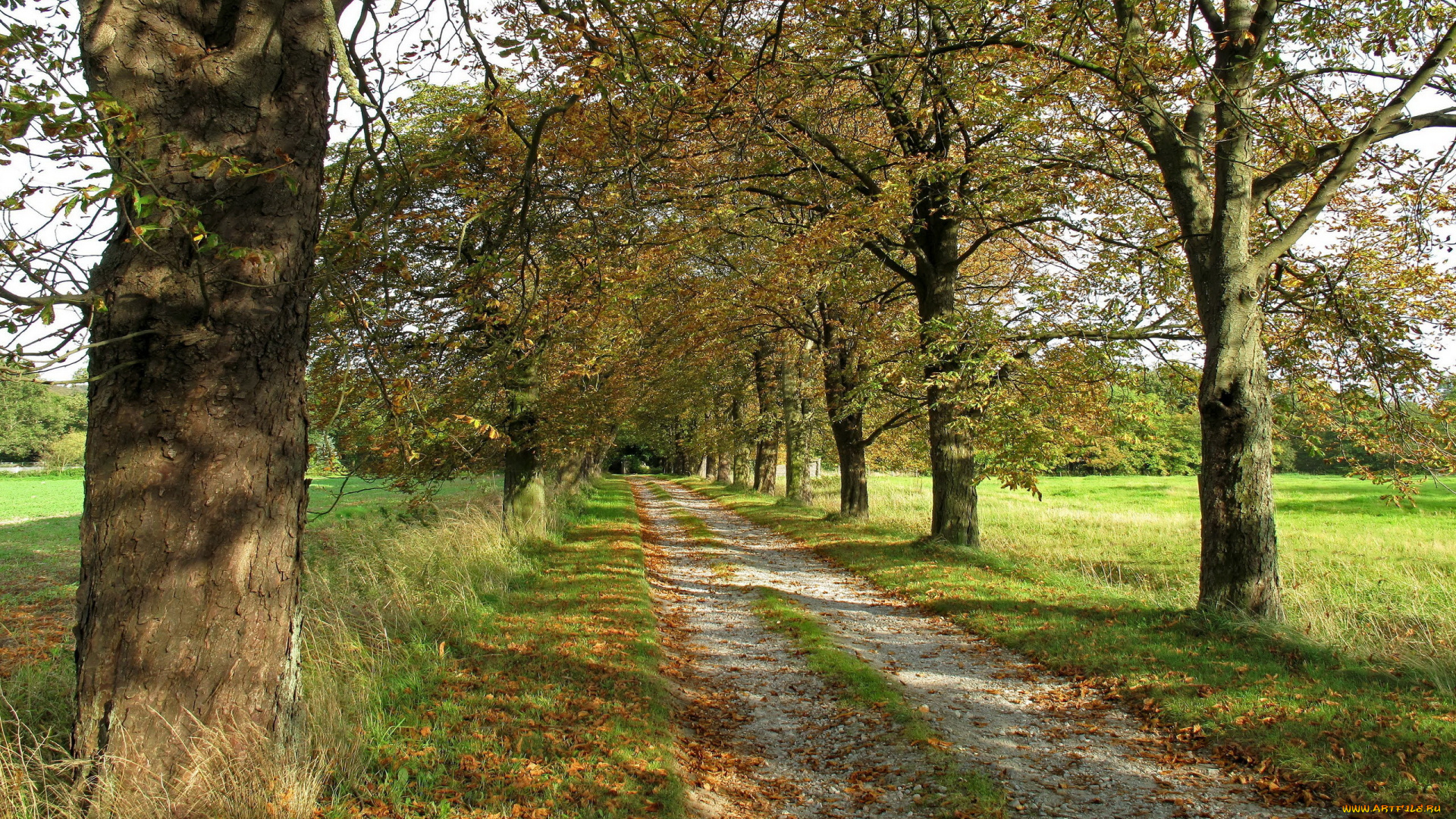 природа, дороги, деревья, поле