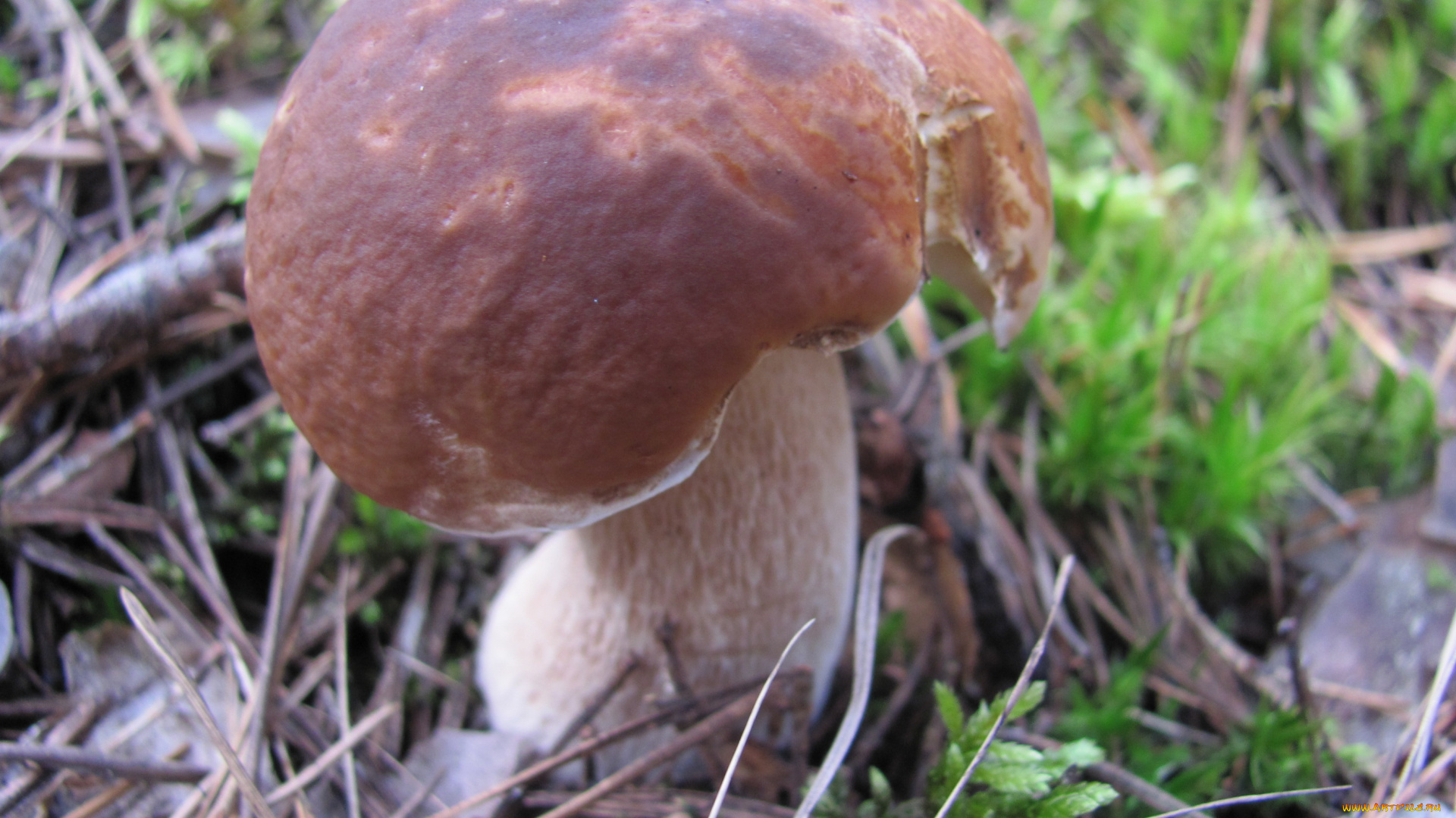 природа, грибы