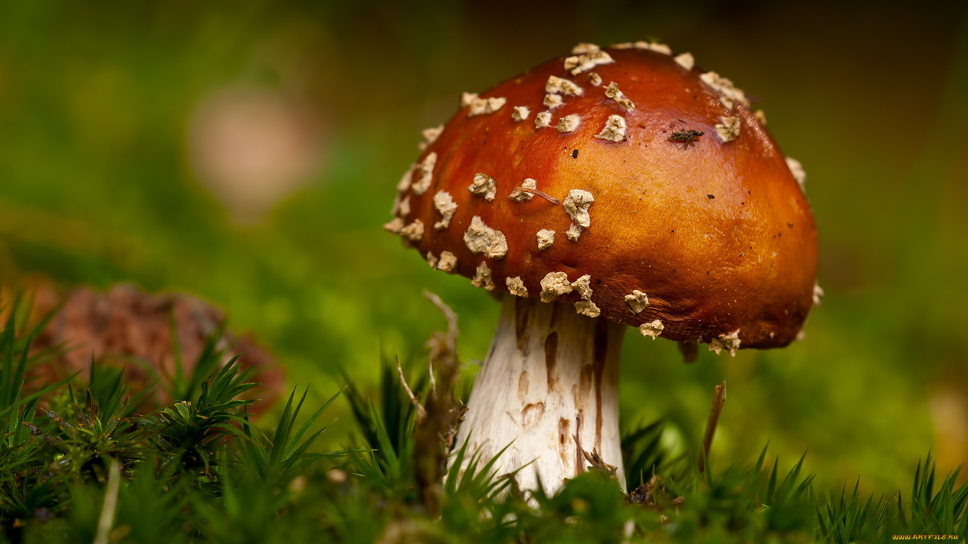 природа, грибы, мухомор, гриб, мох