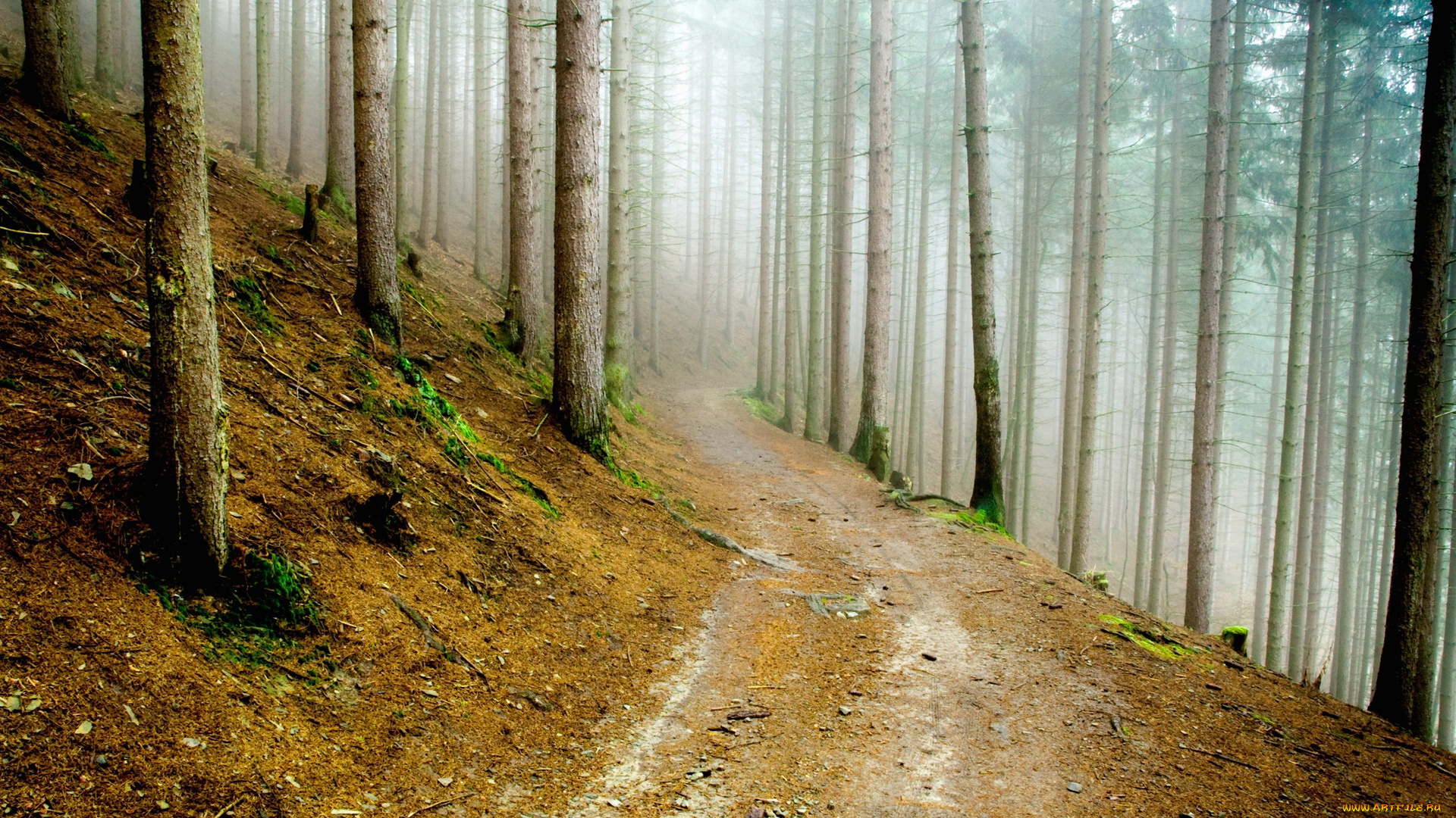 природа, лес, туман