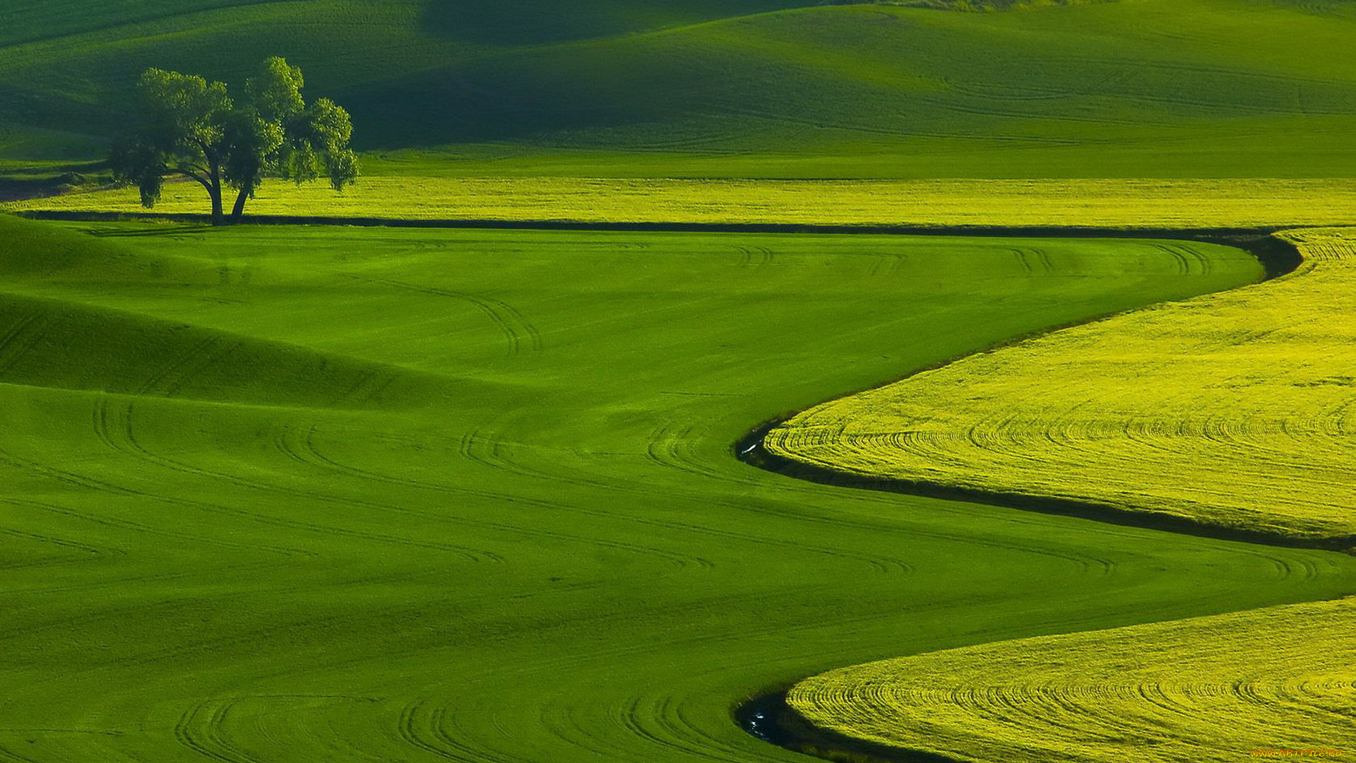 природа, поля, поле, дерево