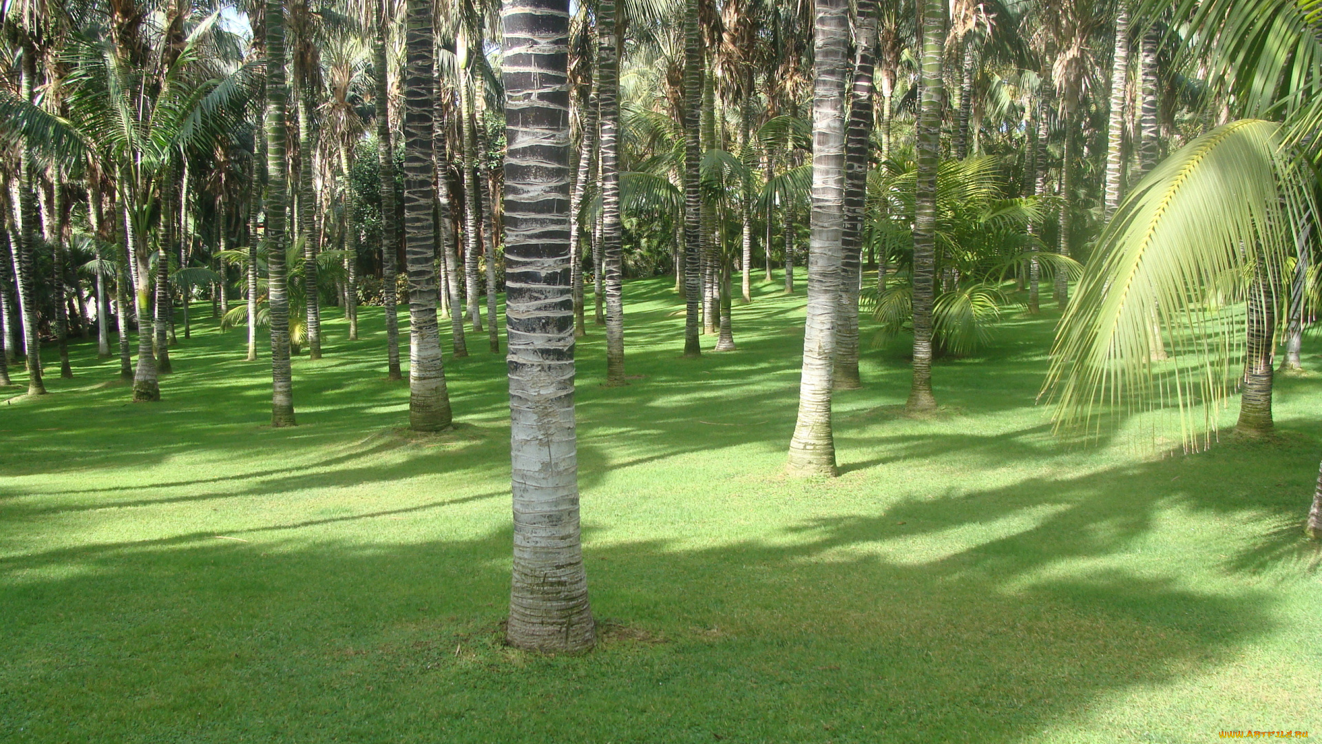 природа, тропики, пальмы, канары
