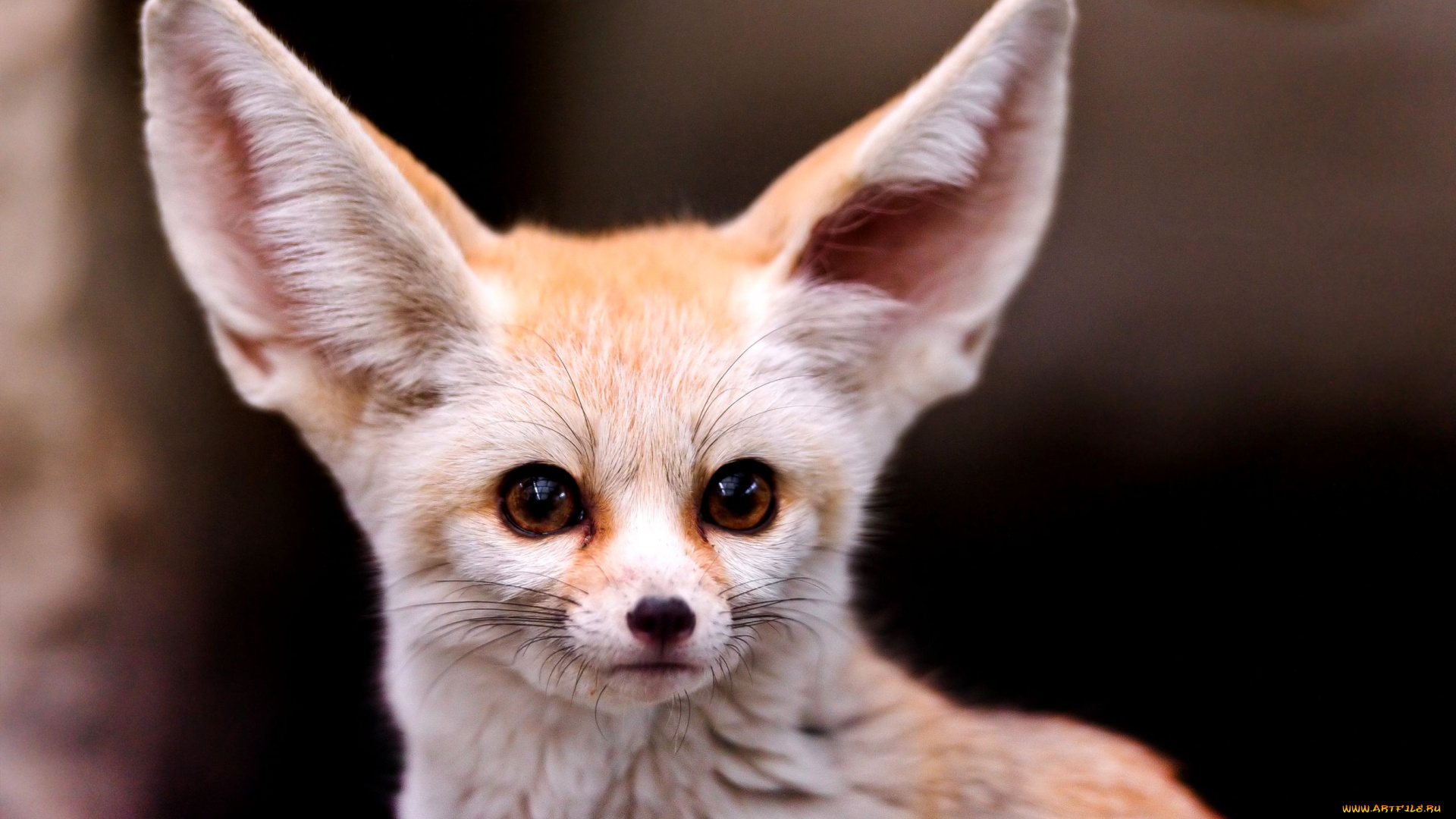 животные, лисы, фенек, уши