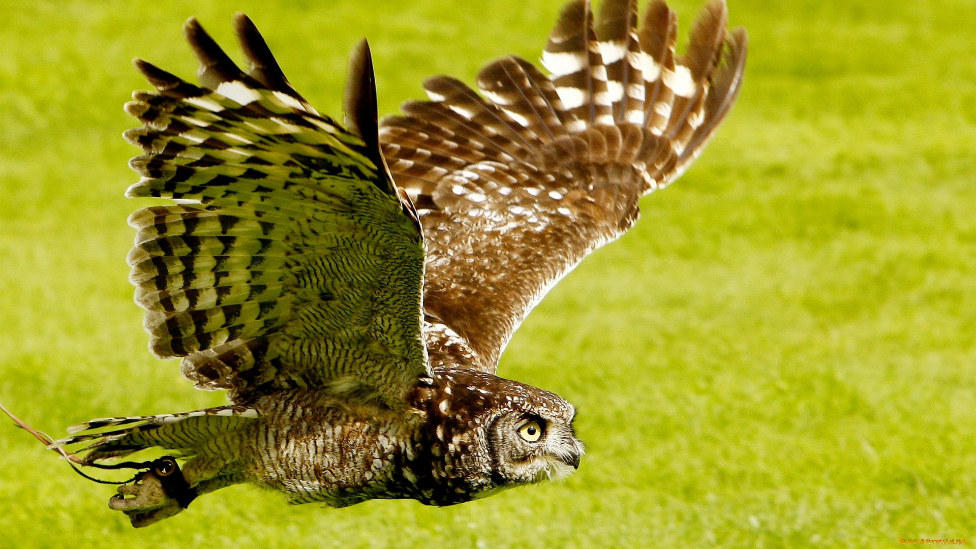 животные, совы, полет, крылья