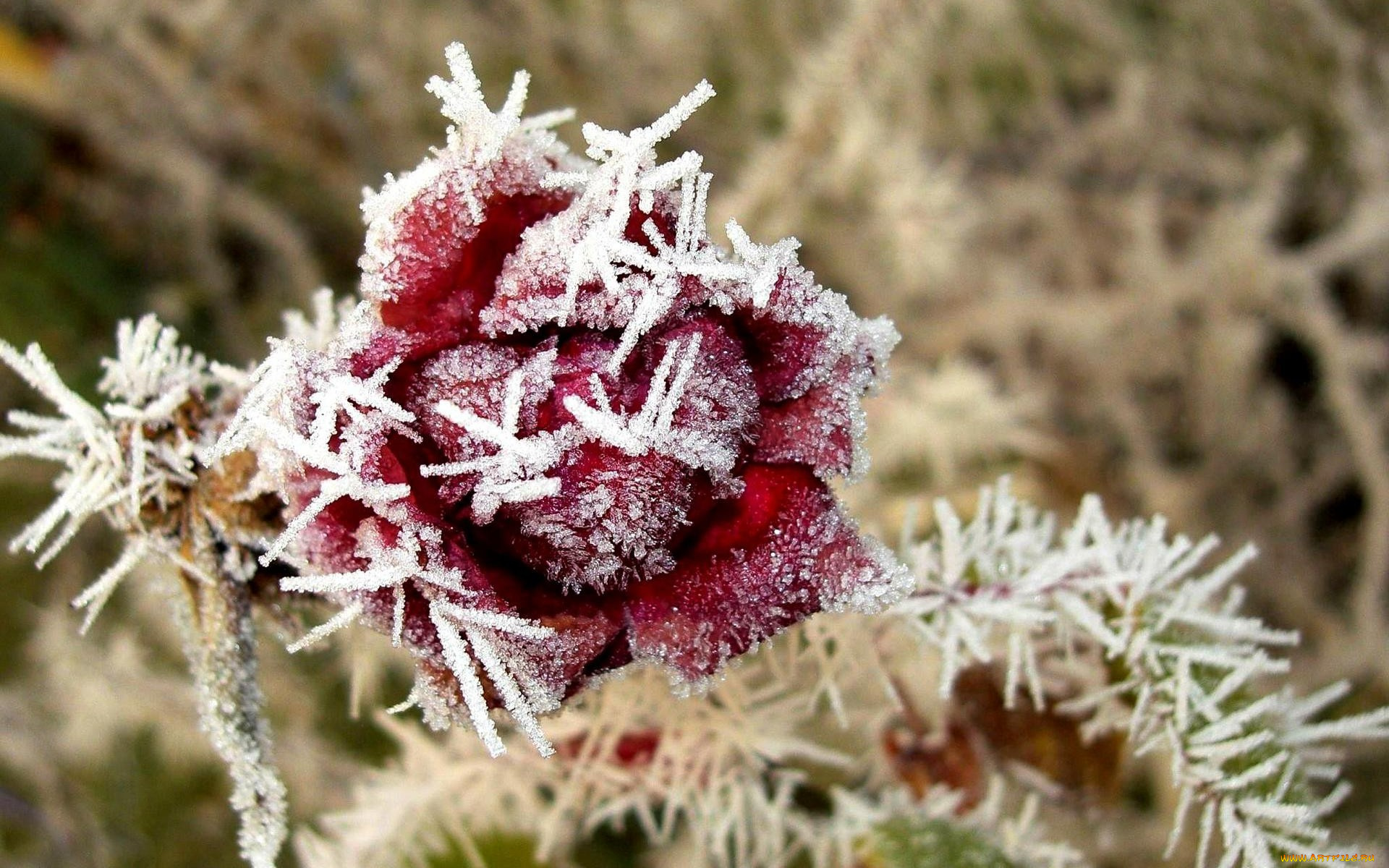 цветы, розы, роза, иней