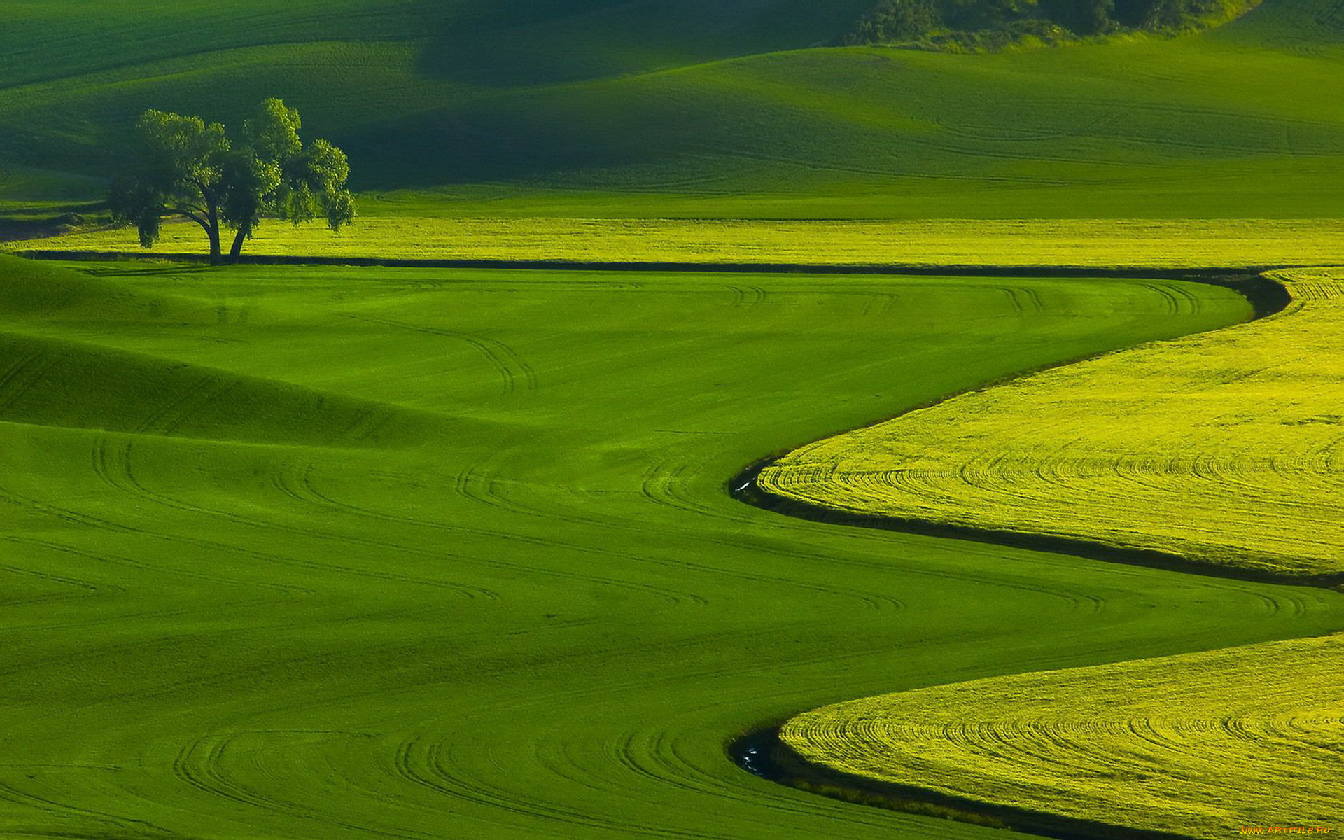 природа, поля, поле, дерево