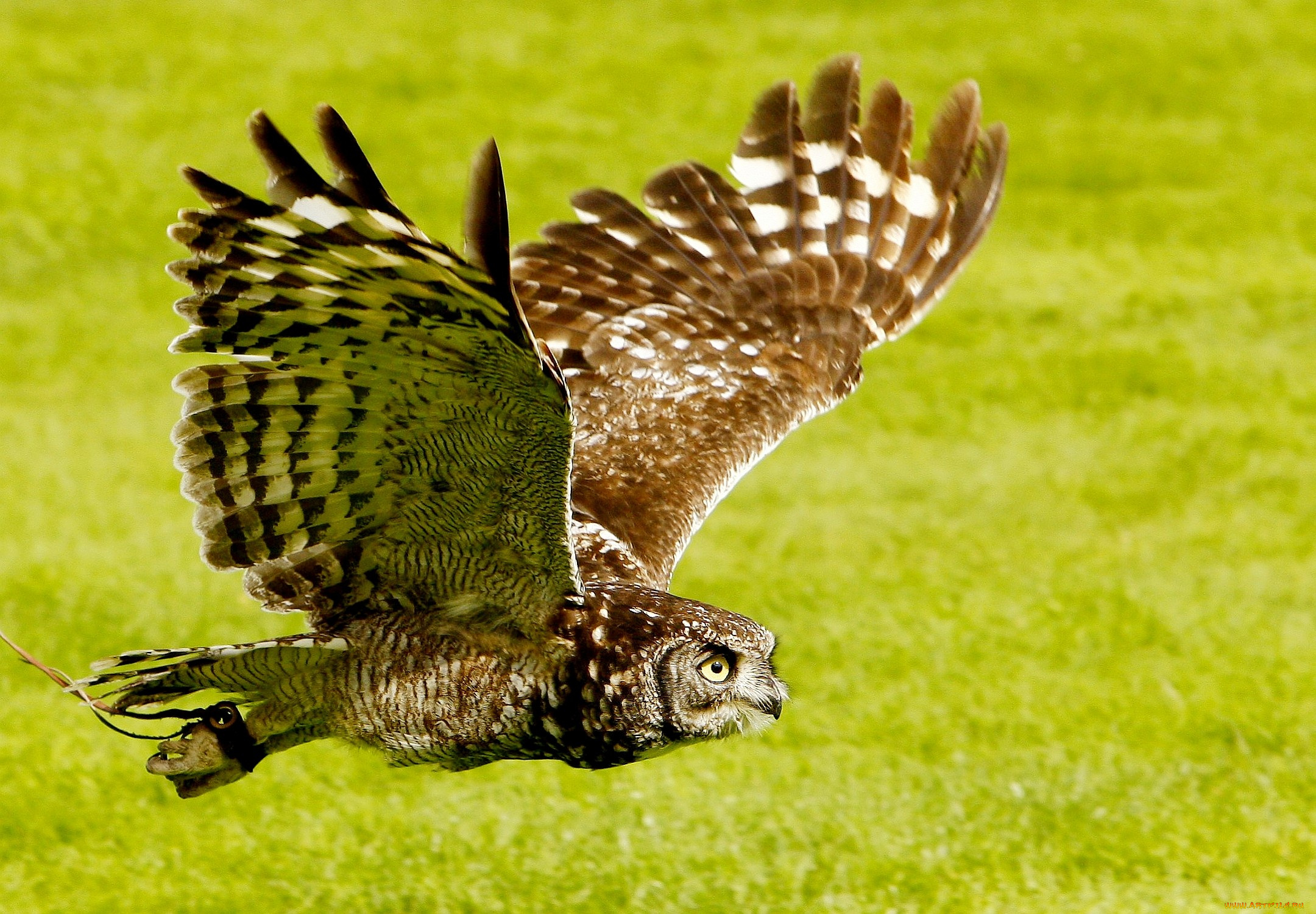 животные, совы, полет, крылья