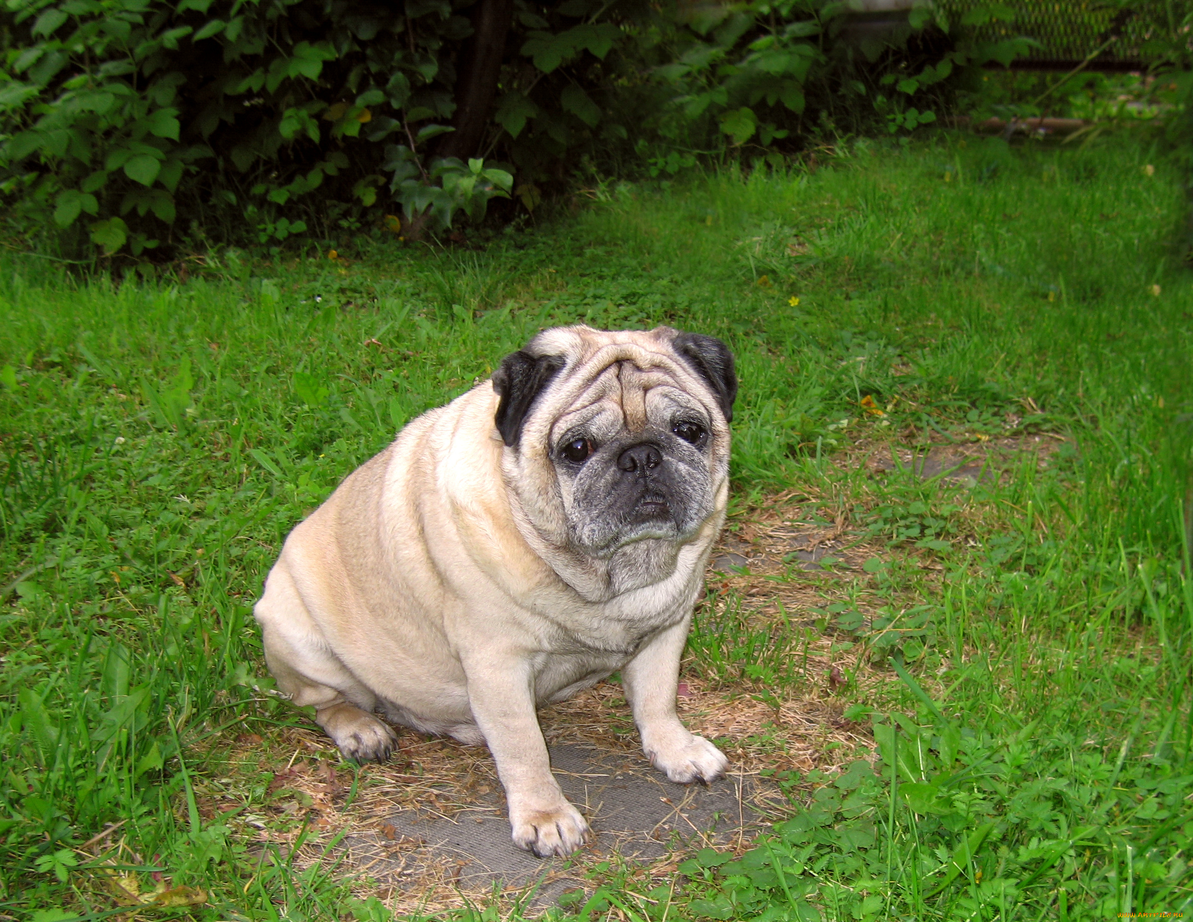 животные, собаки, мопс, пёс, трава