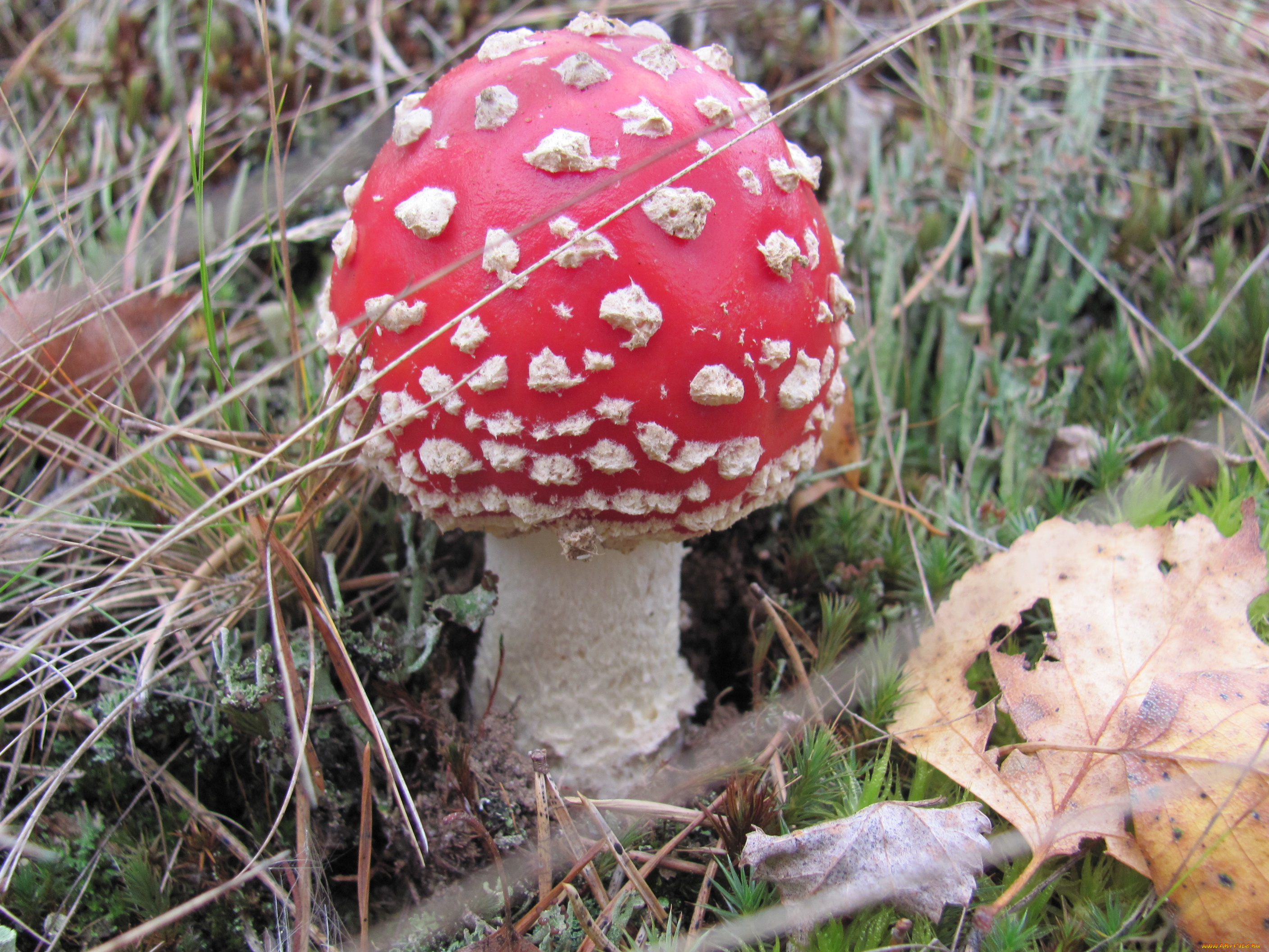 природа, грибы, мухомор, трава, лист