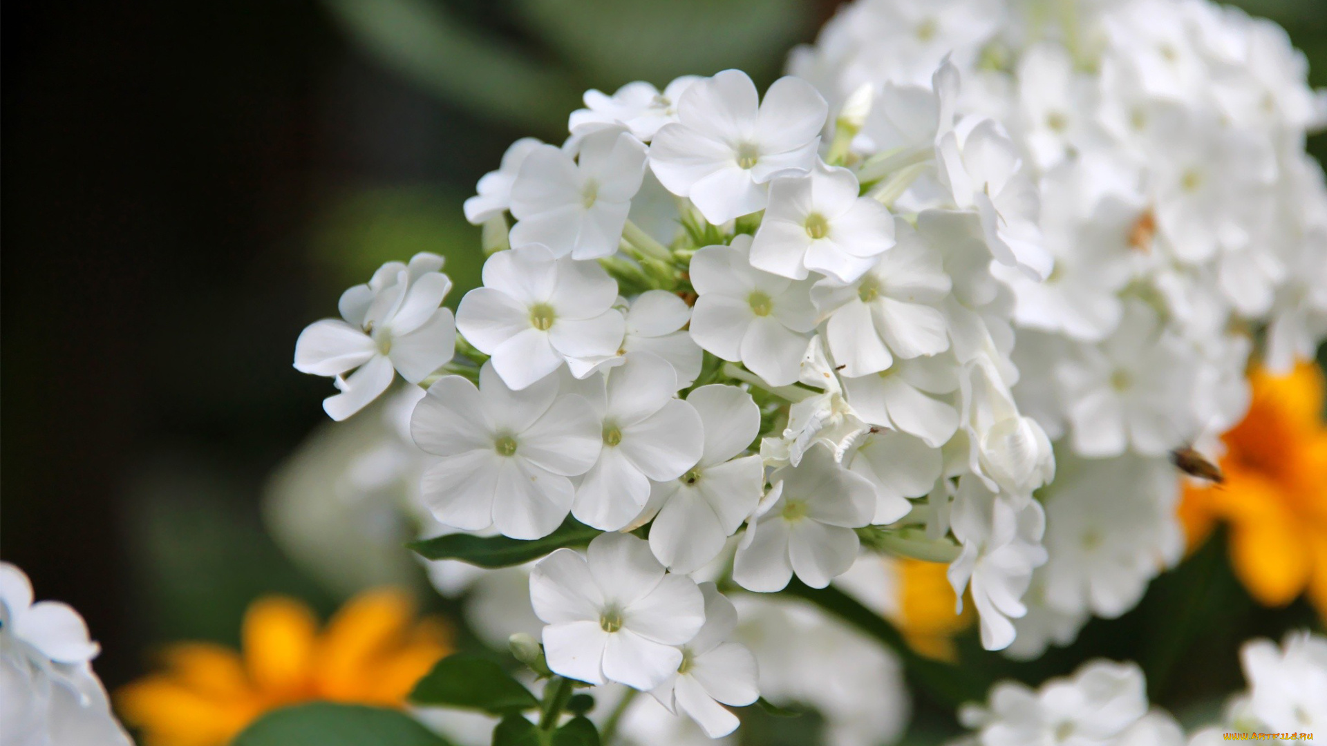 цветы, флоксы, белый