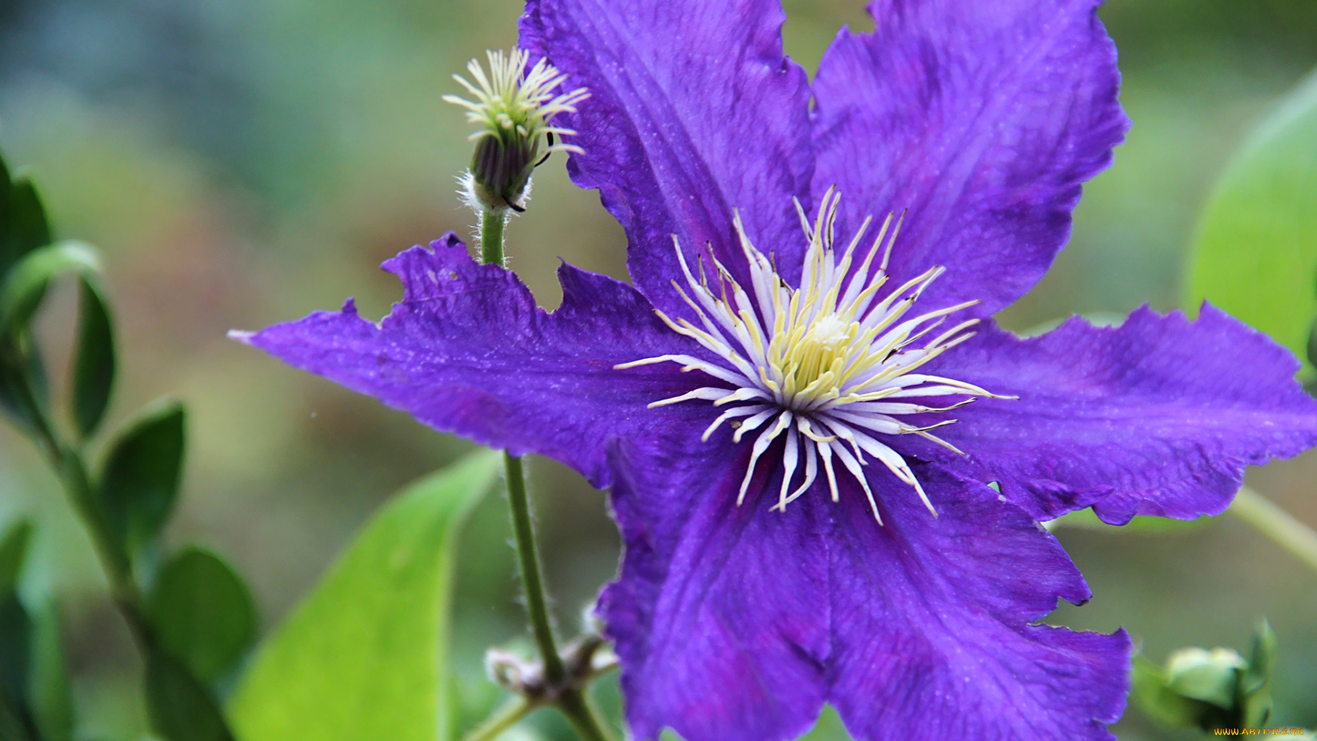 цветы, клематис, ломонос, макро