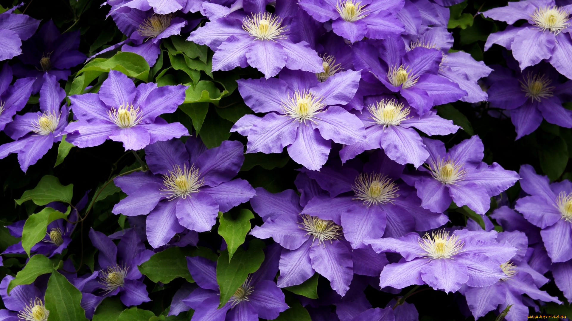 цветы, клематис, ломонос, много, фиолетовый