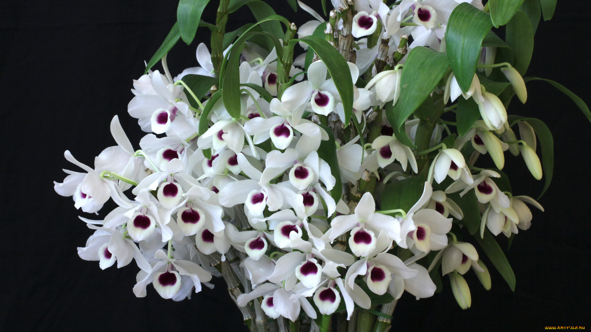 цветы, орхидеи