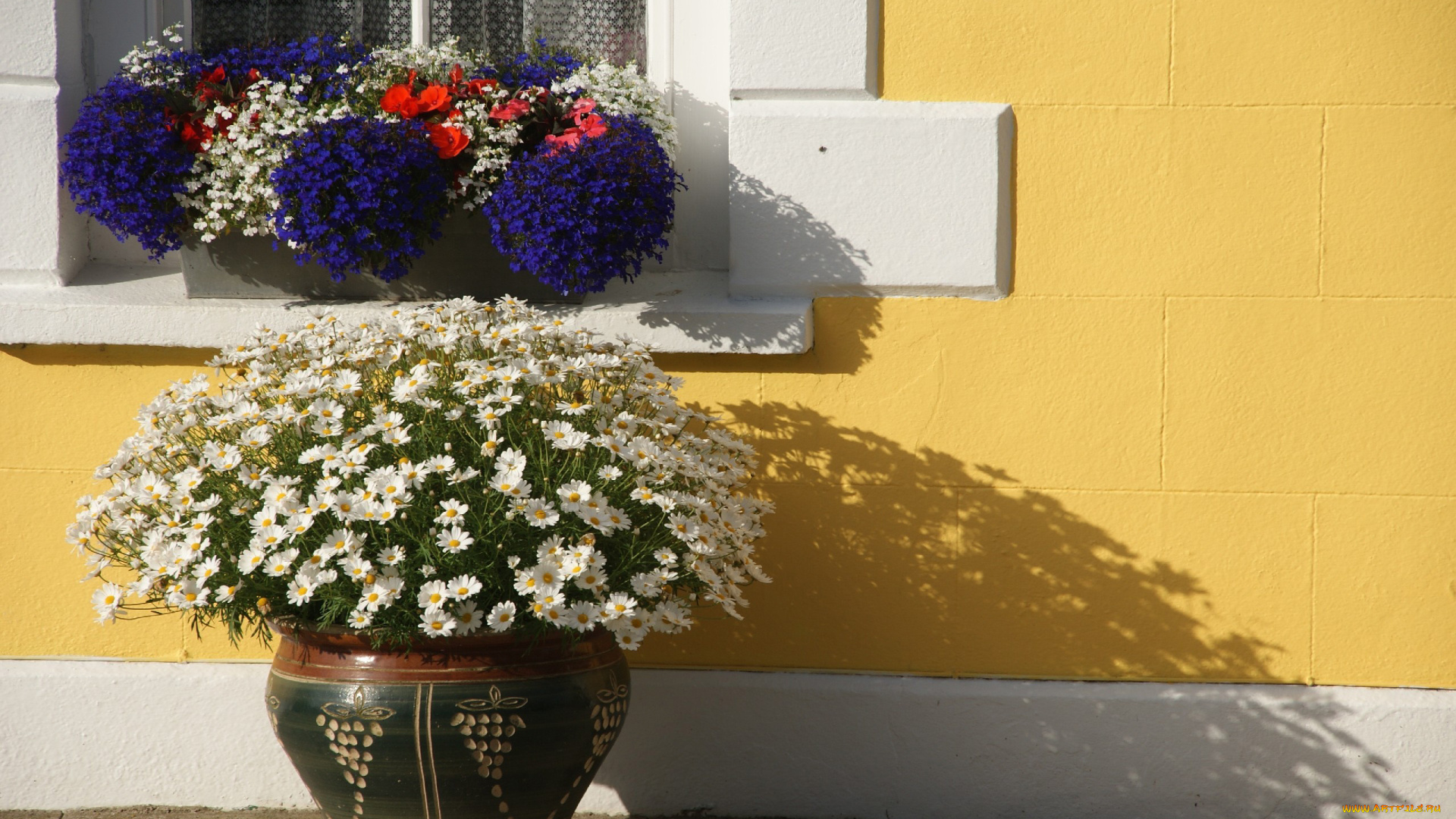 цветы, разные, вместе, лобелия, ромашки, бегония