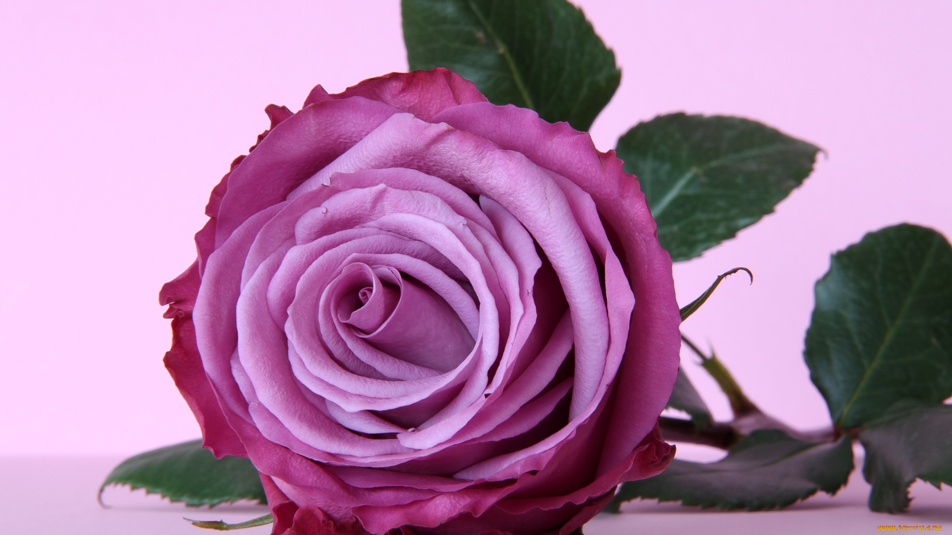 цветы, розы, лиловый, лепестки