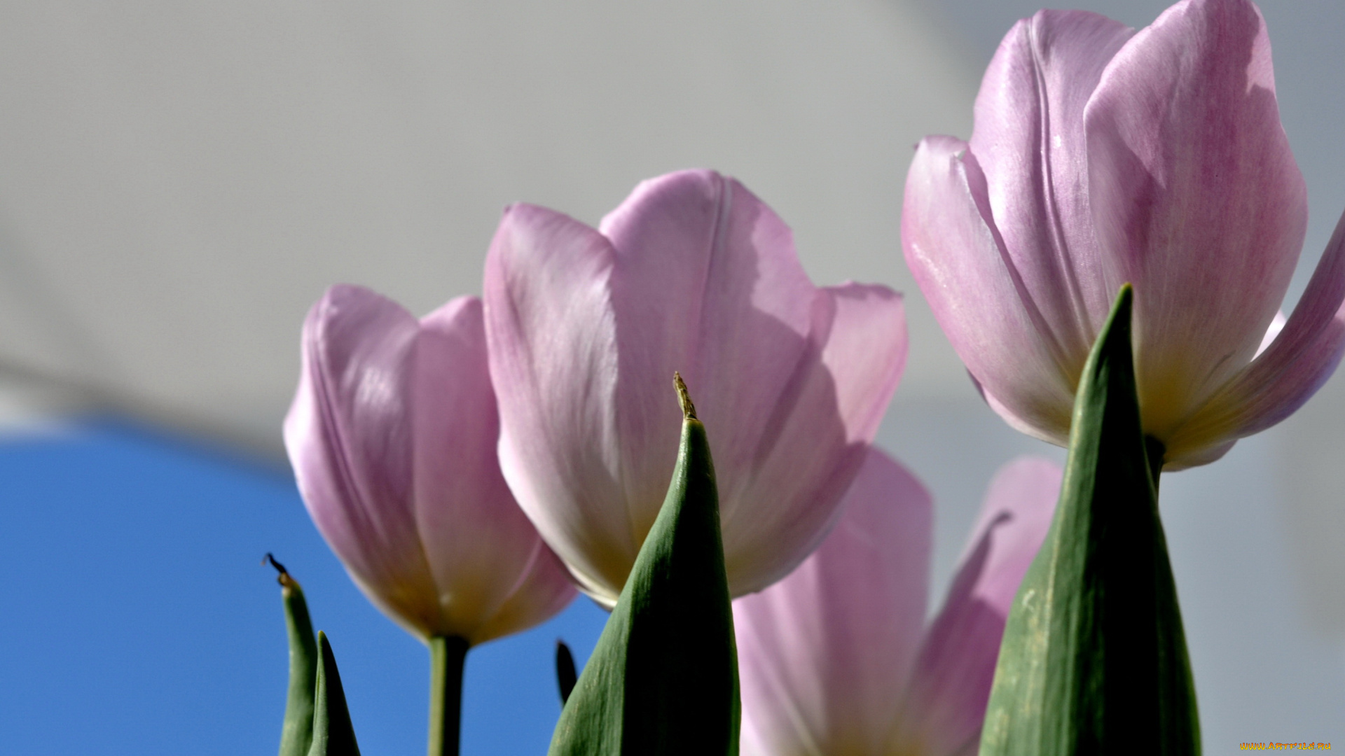 цветы, тюльпаны