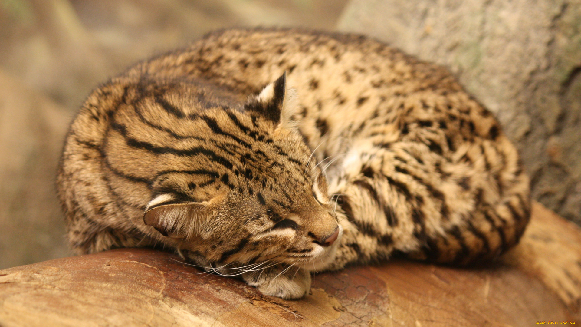 кошка, жоффруа, животные, дикие, кошки, дикая