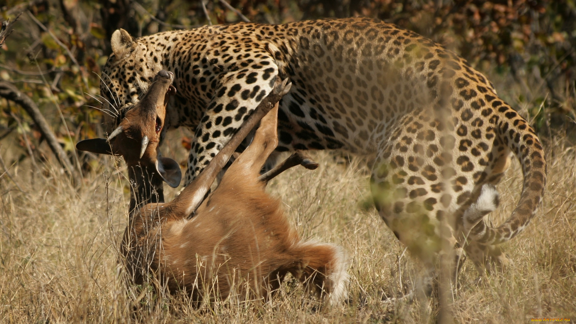 охота, леопарда, животные, леопарды, дикая, кошка, леопард