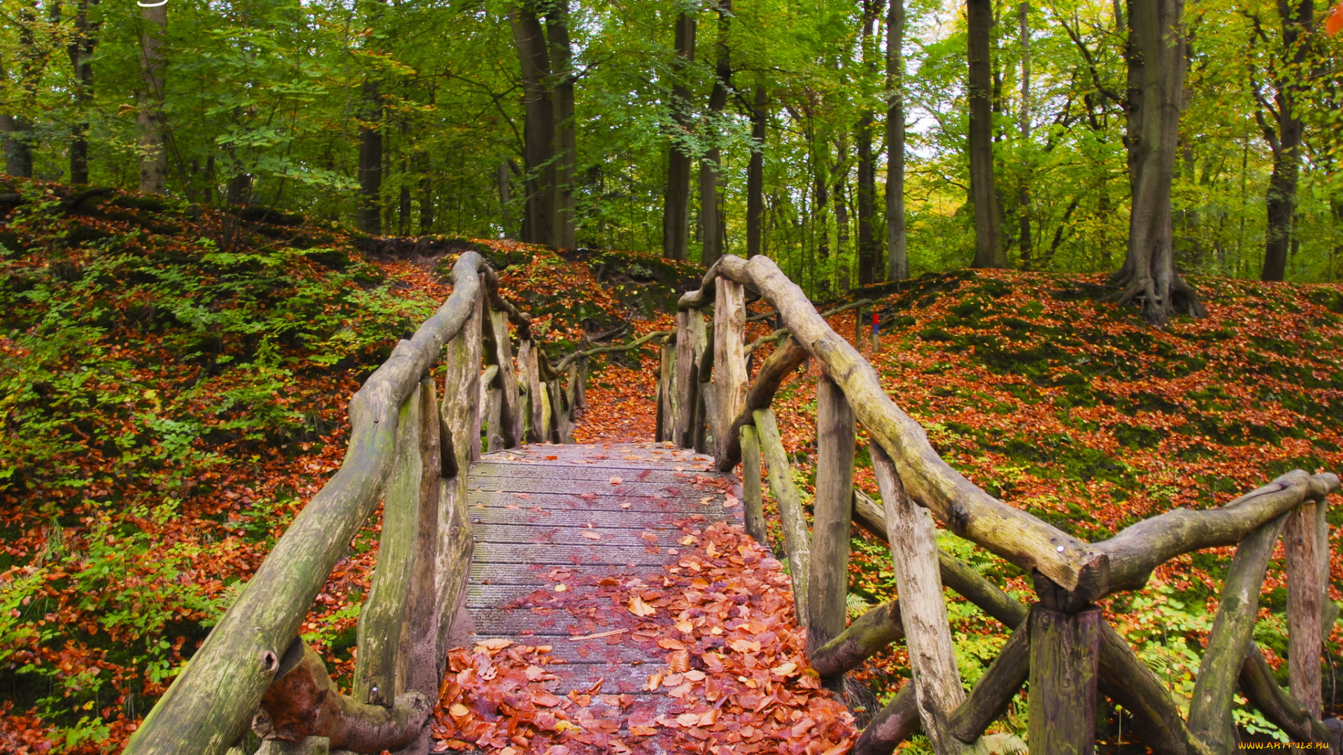 природа, лес, мостик