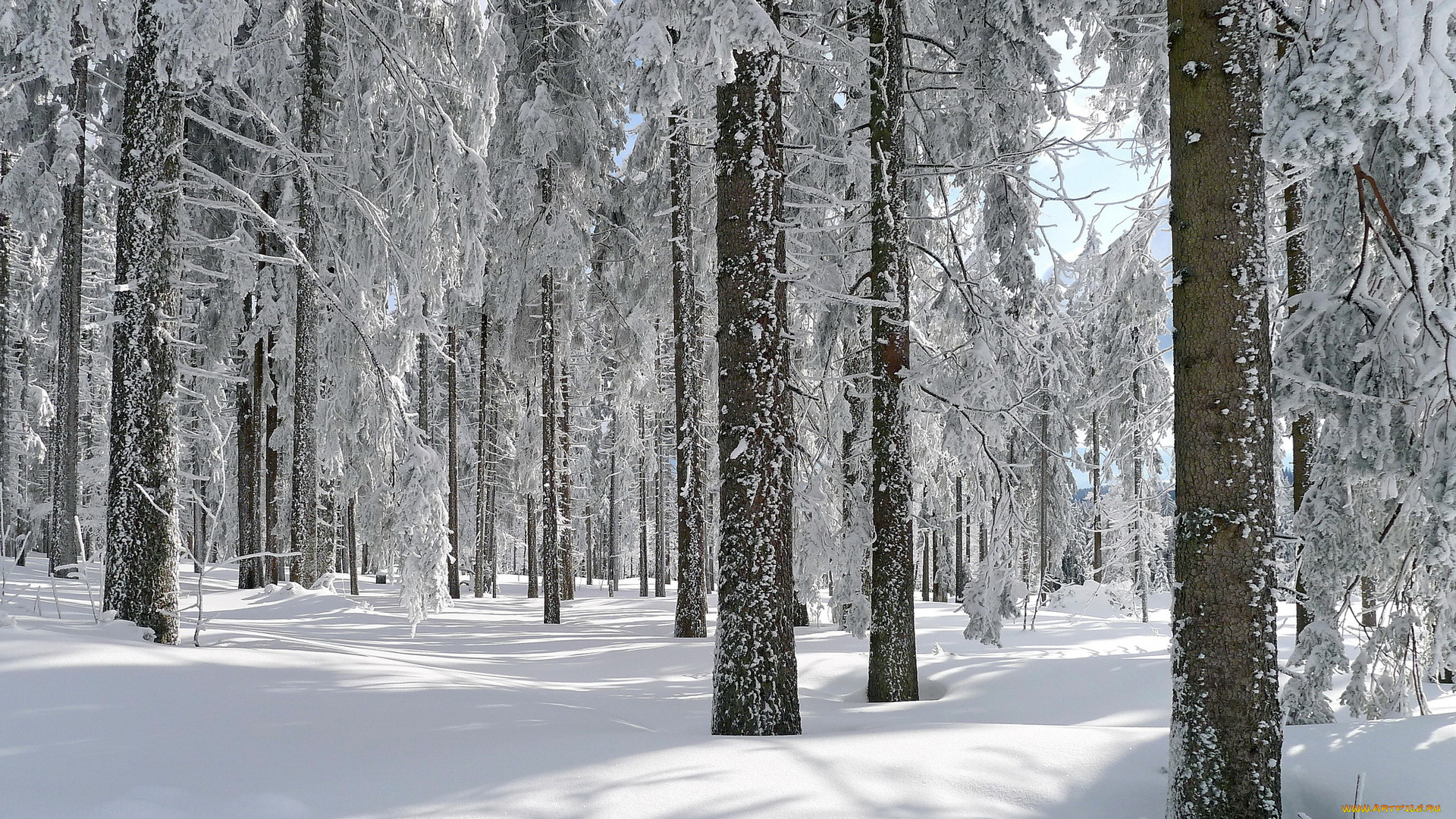 природа, зима, лес