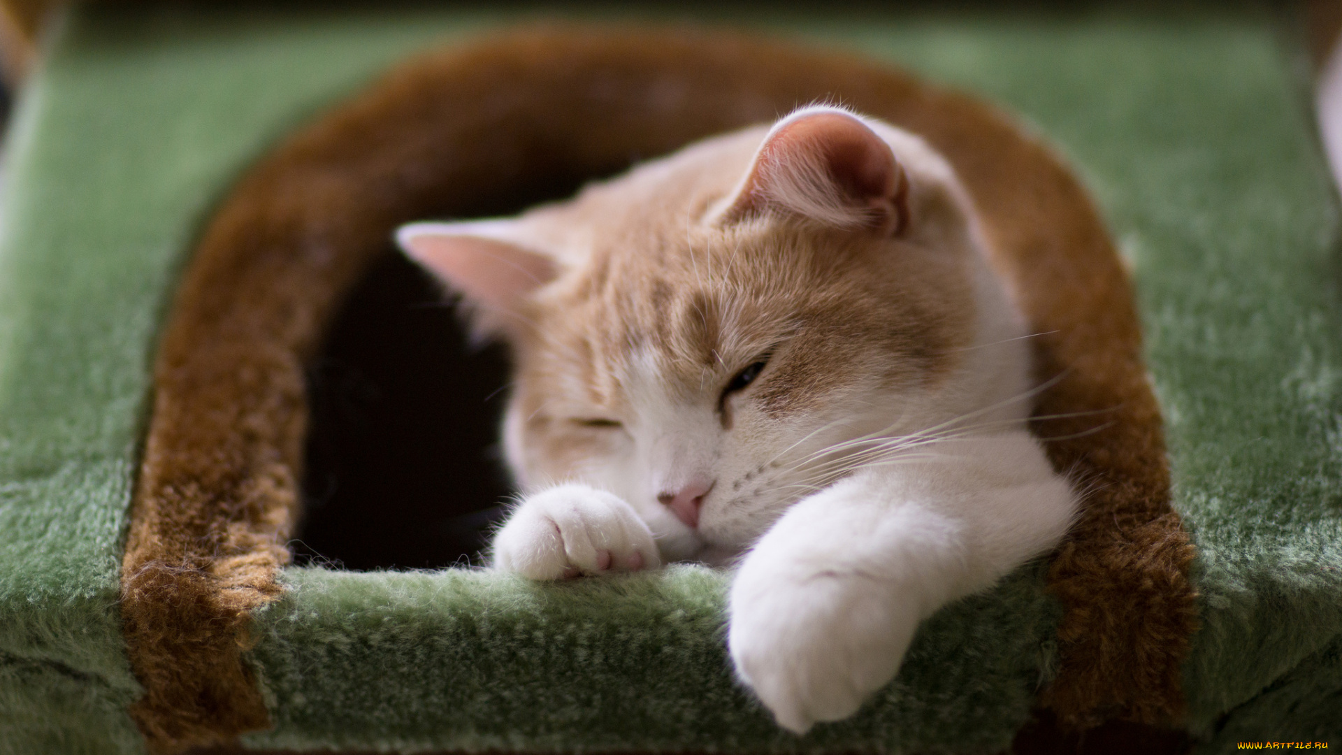 животные, коты, benjamin, torode, hannah