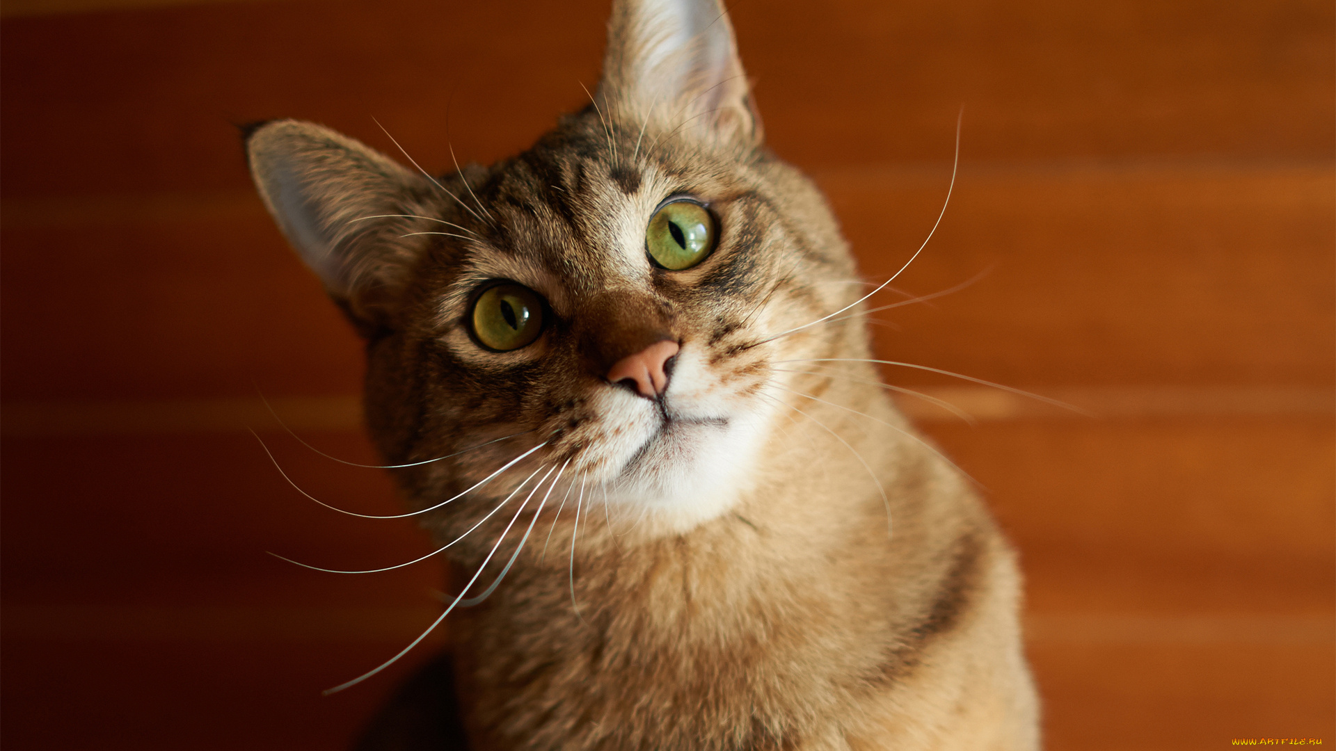 животные, коты, морда, рыжий, кошак