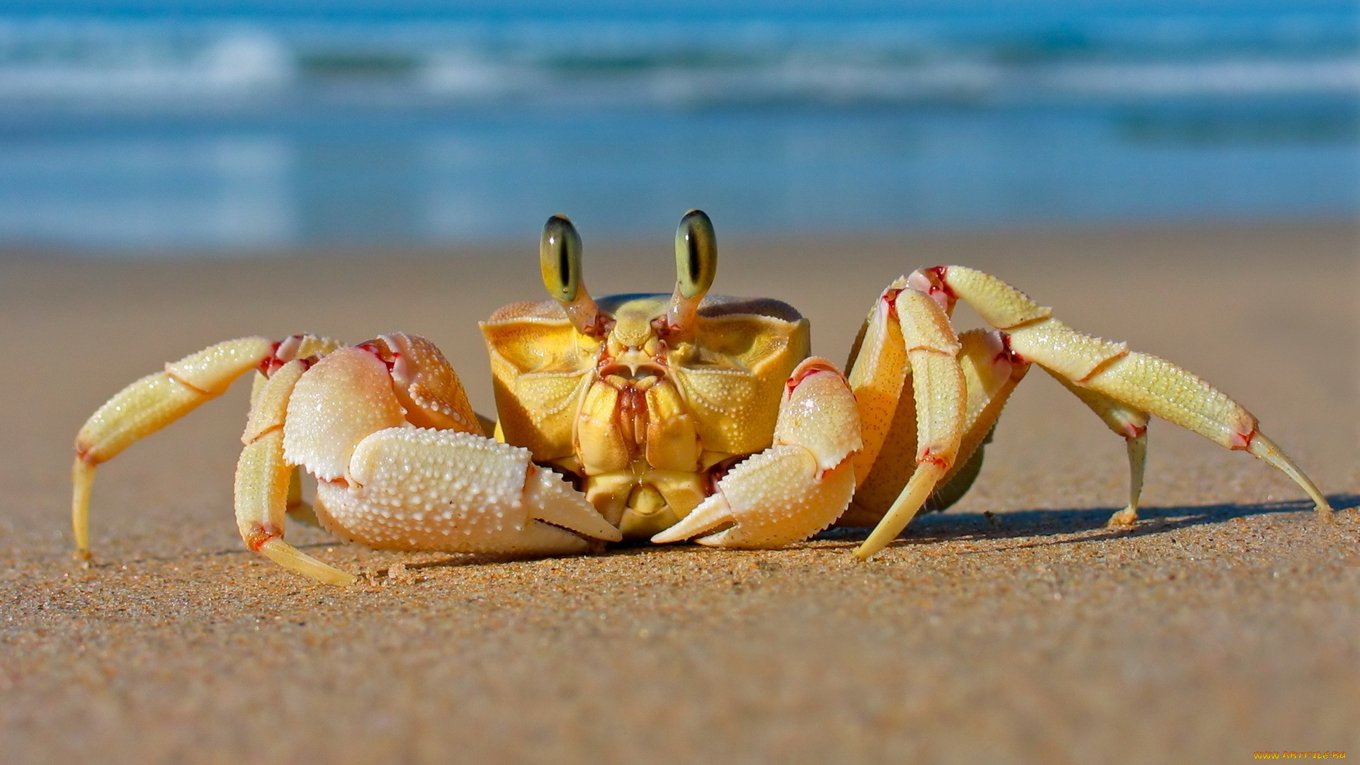 животные, крабы, раки, лапки
