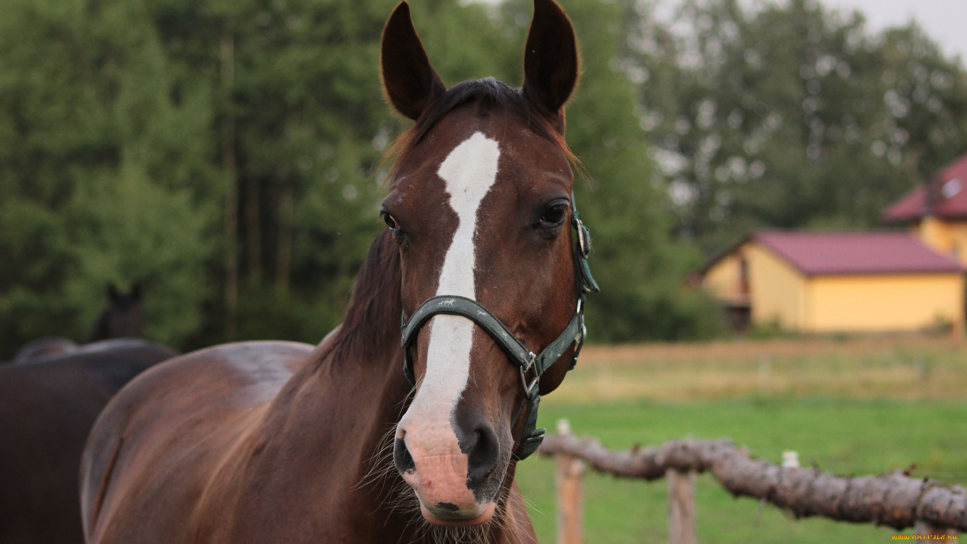 животные, лошади, гнедая