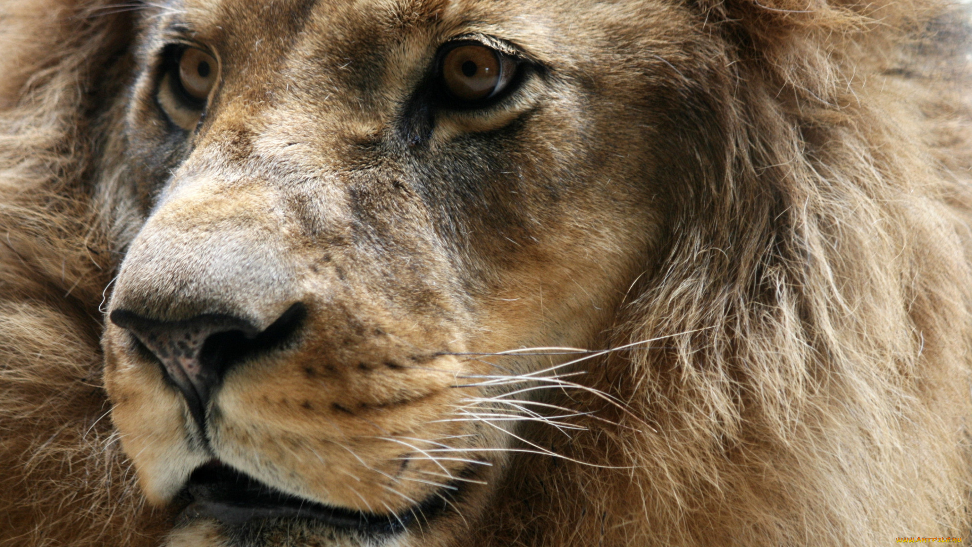 животные, львы, портрет