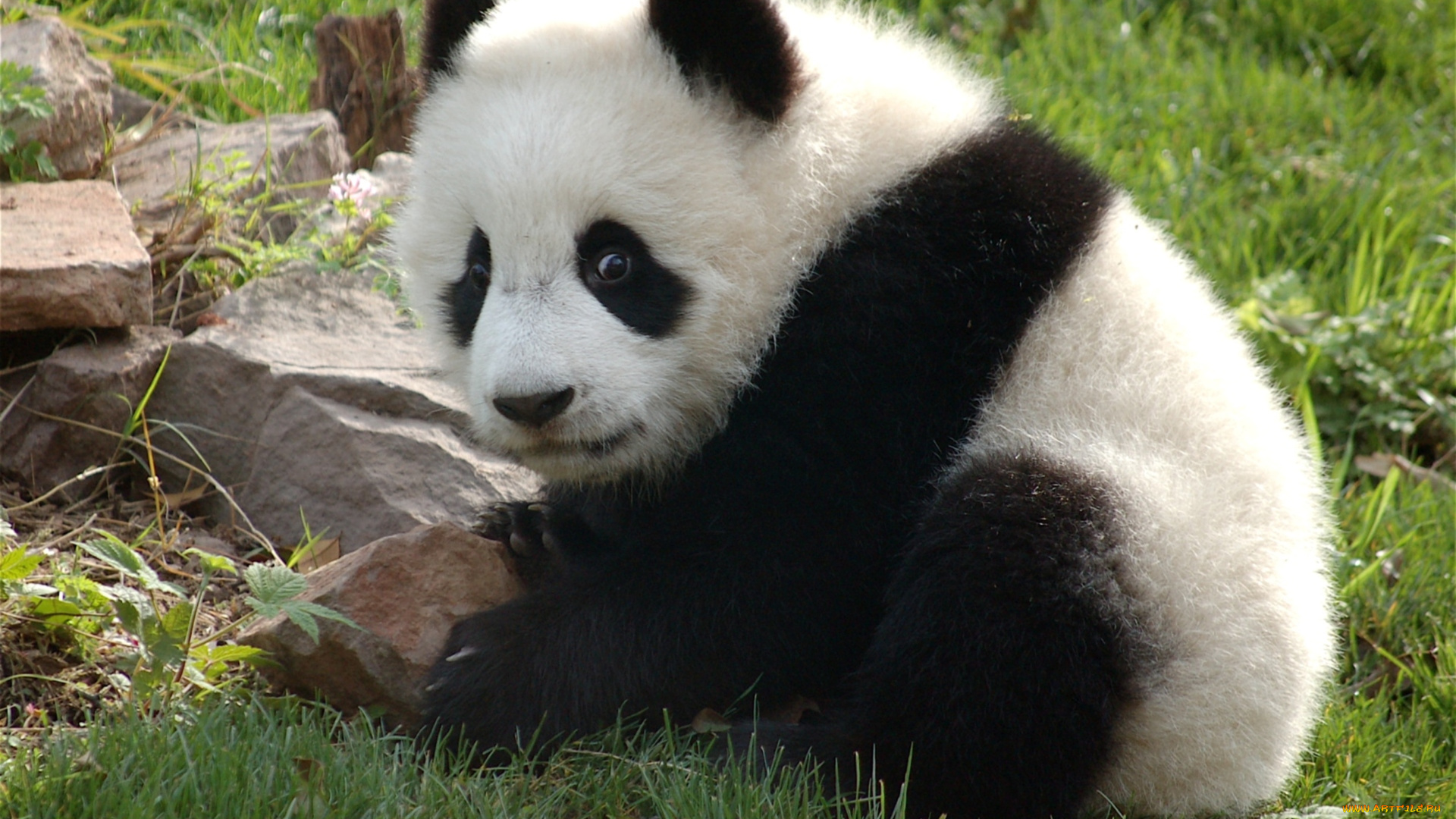 животные, панды, мишка, малыш