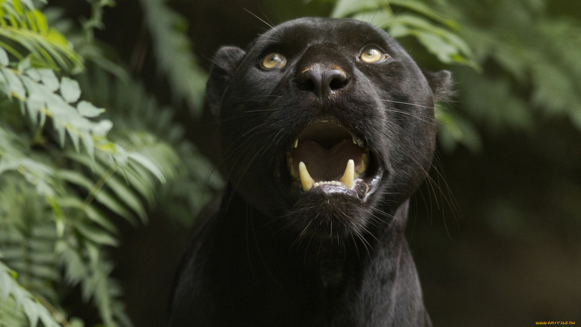 животные, пантеры, черный, рык