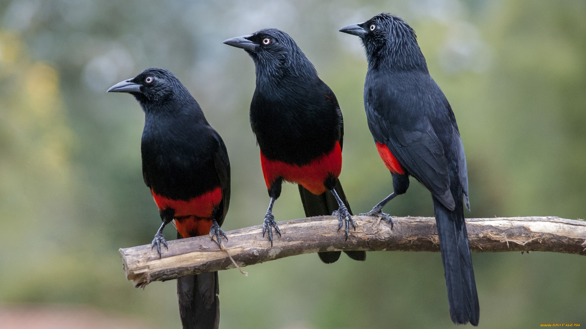 животные, птицы, ветка, черный, штанишки, краснобрюхий, трупиал