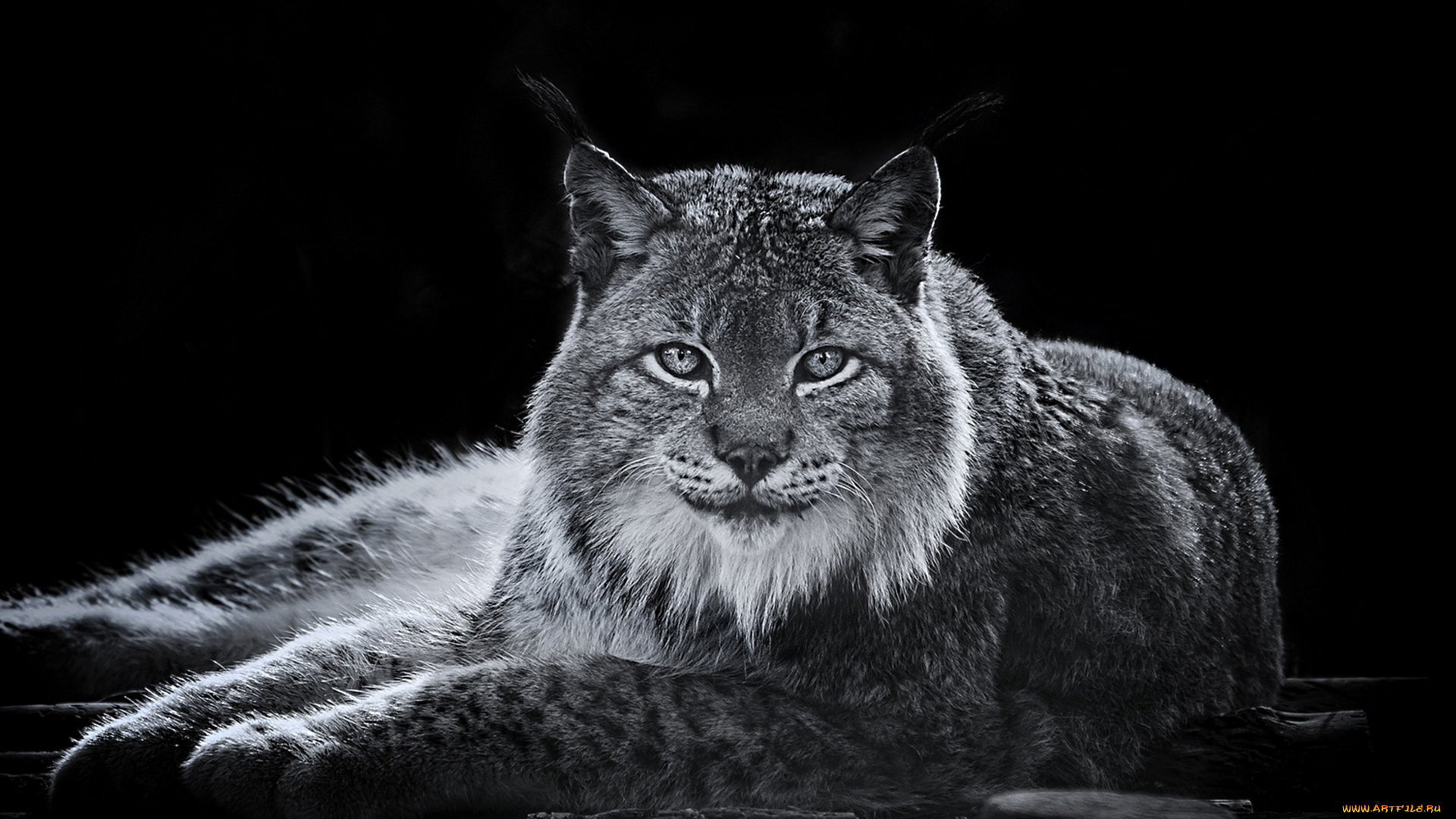 животные, рыси, взгляд, кошка