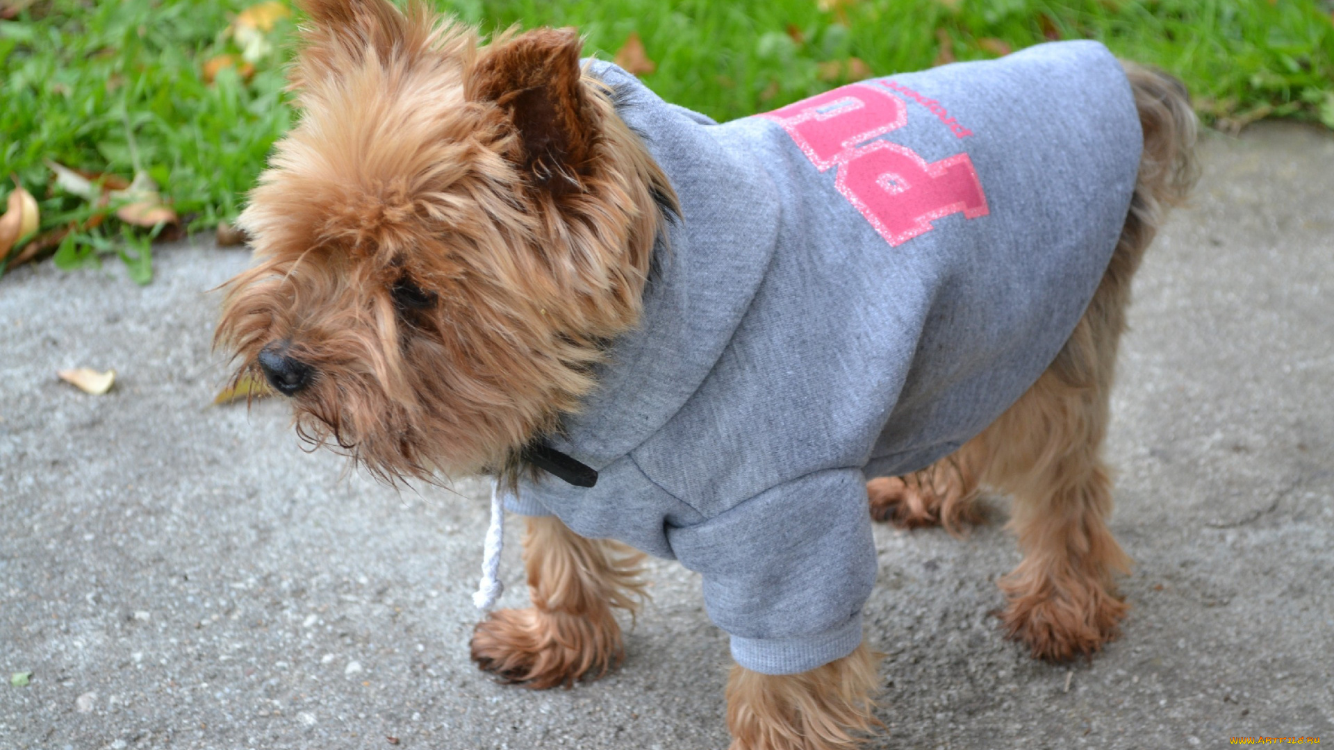 животные, собаки, байка