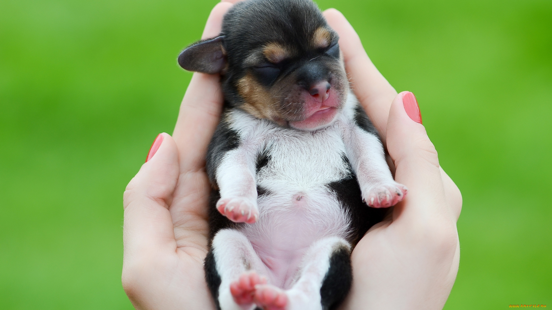 животные, собаки, ладони, щенок, малютка