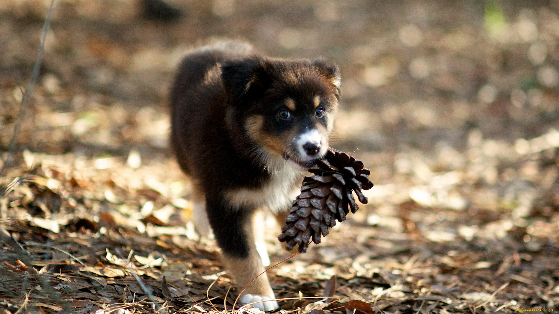 животные, собаки, щенок, шишка