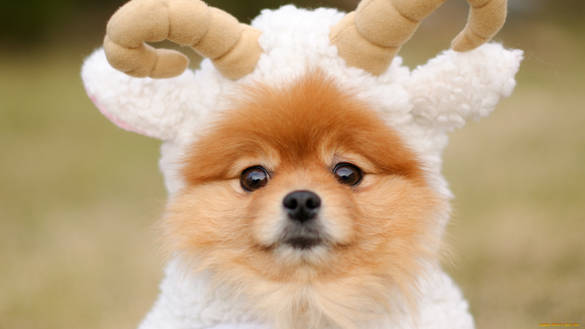 животные, собаки, шпиц, баранчик