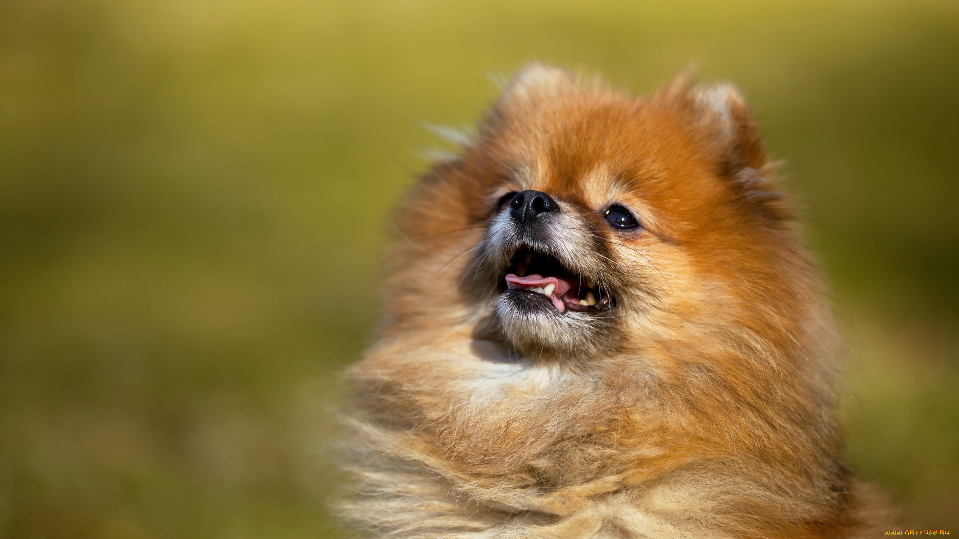 животные, собаки, собака, взгляд, фон