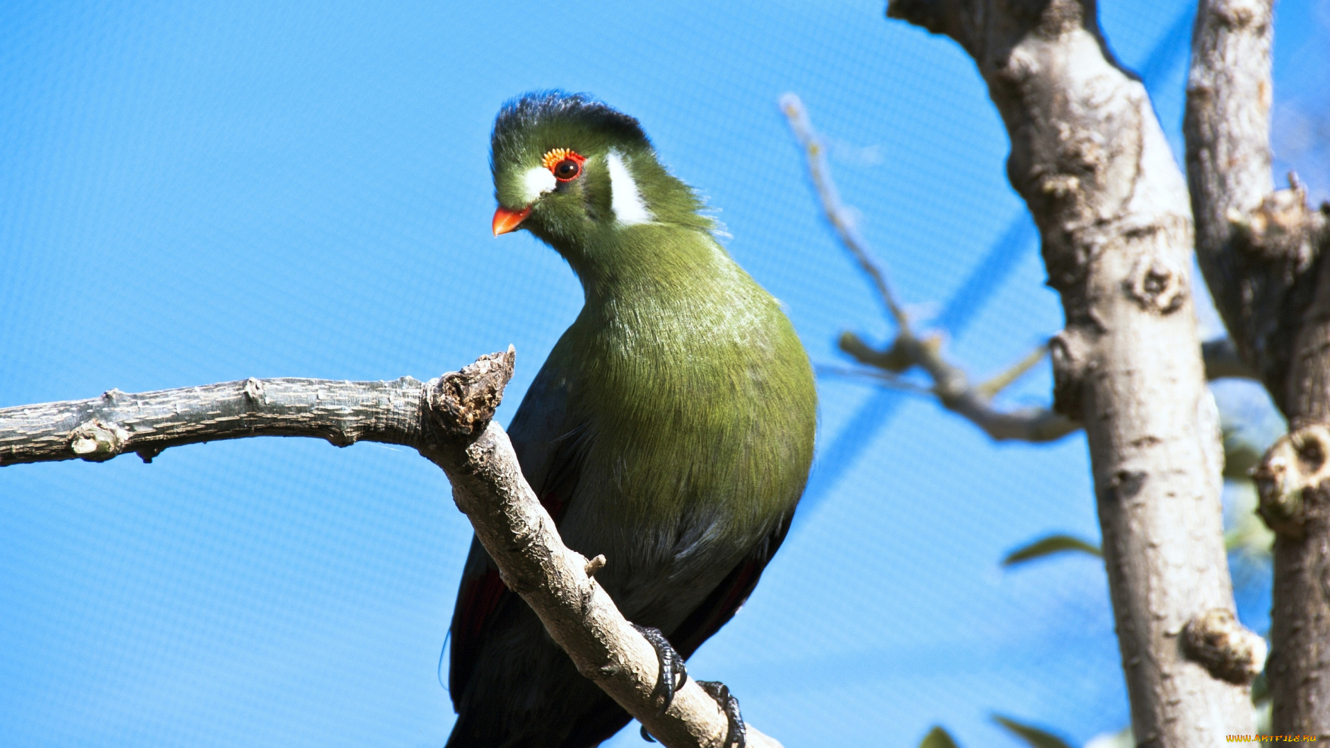 животные, турако, зеленый, хохолок