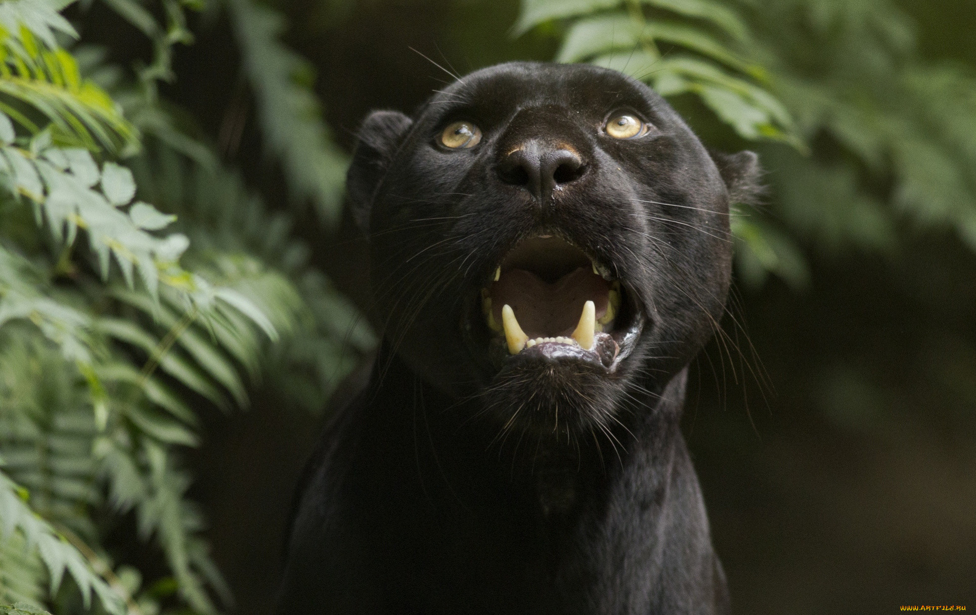 животные, пантеры, черный, рык