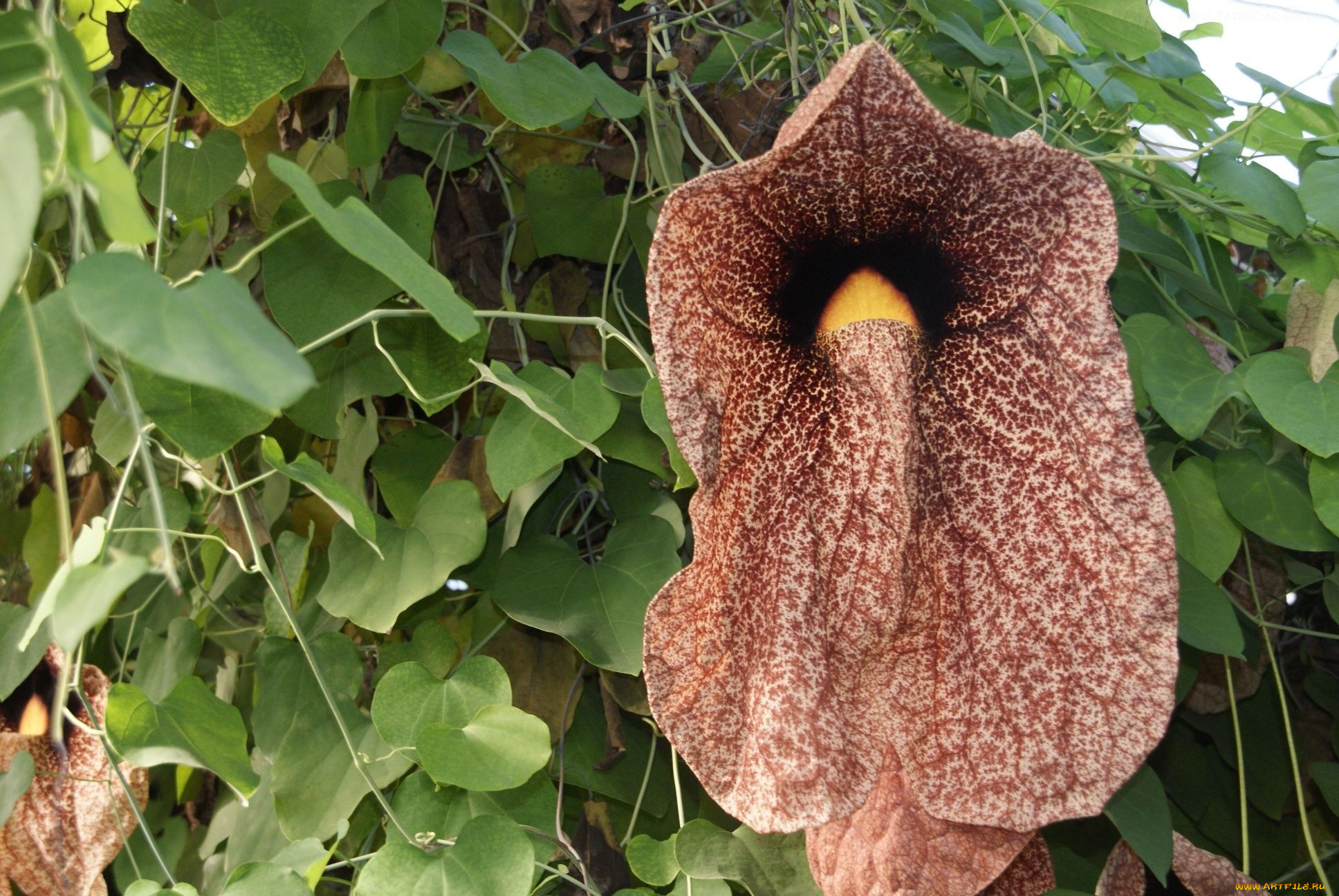 кирказон, цветы, экзотика