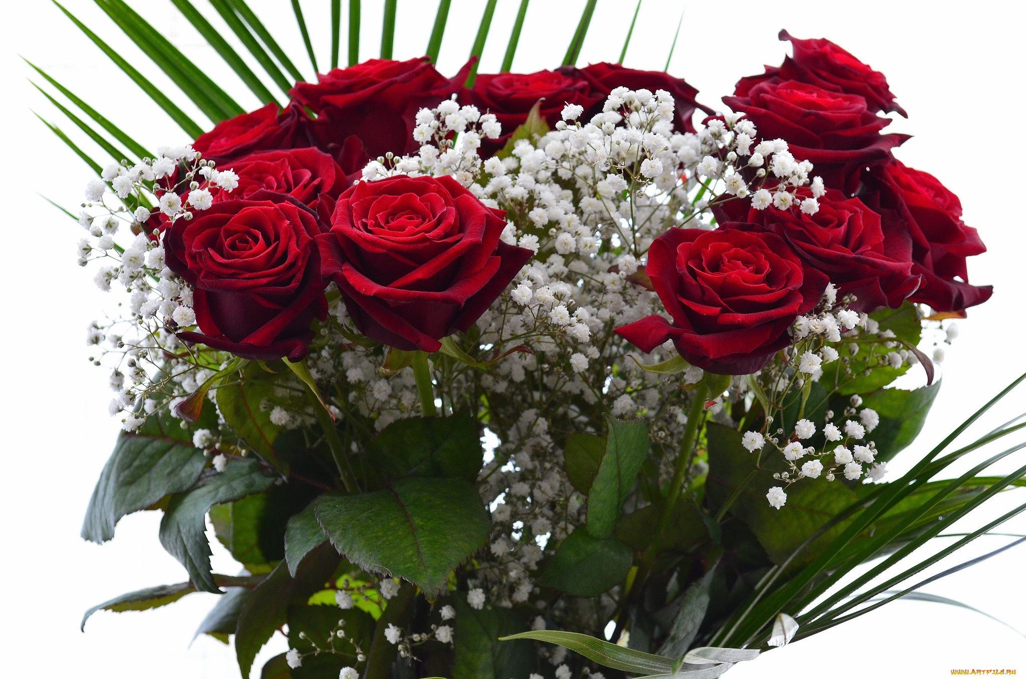 цветы, букеты, композиции, букет, гипсофила